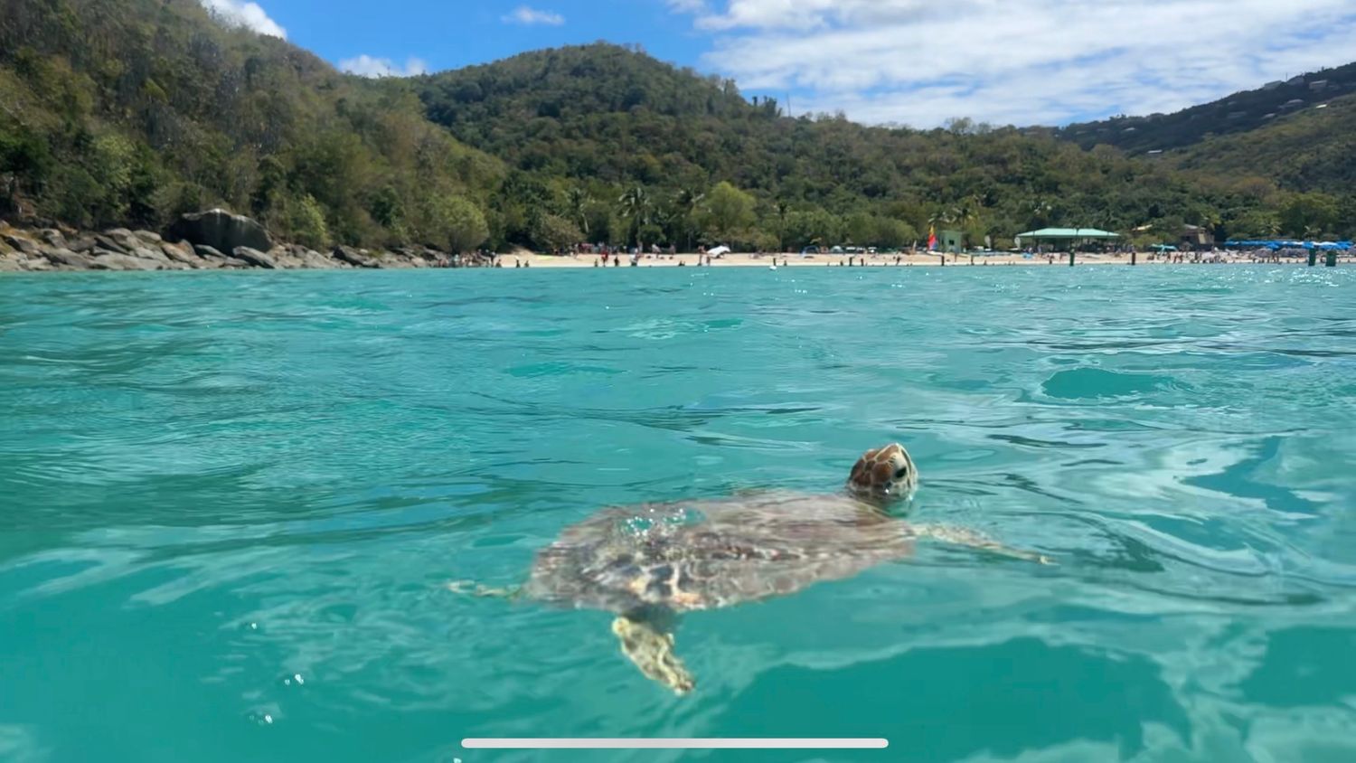A sea turtle swimming in crystal clear turquoise waters near a tropical beach with lush green mountains.