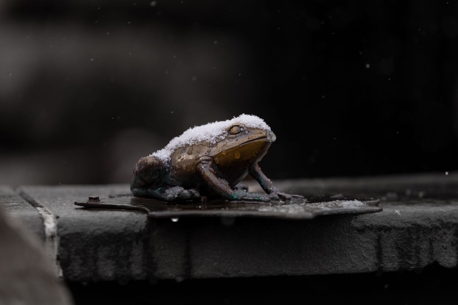 Frigid Frog