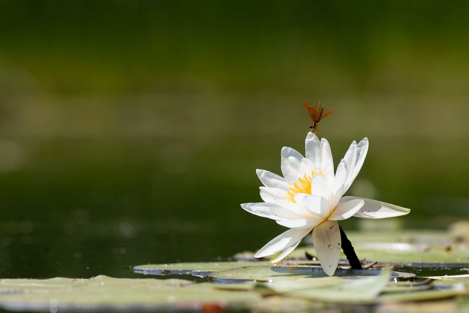 White Bloom