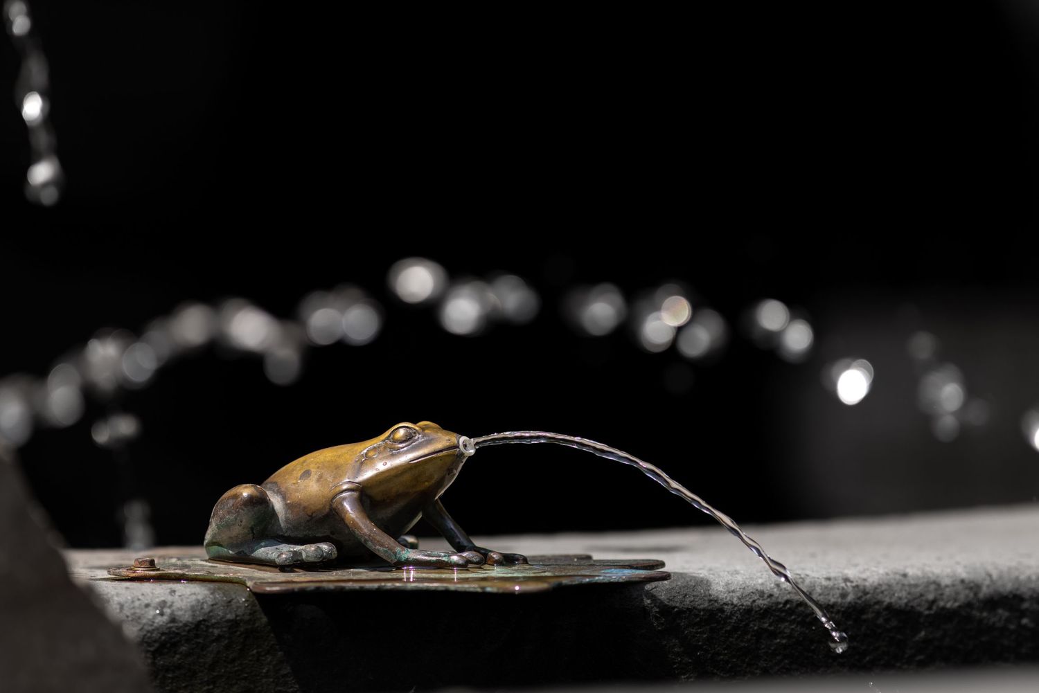 Wet Frog
