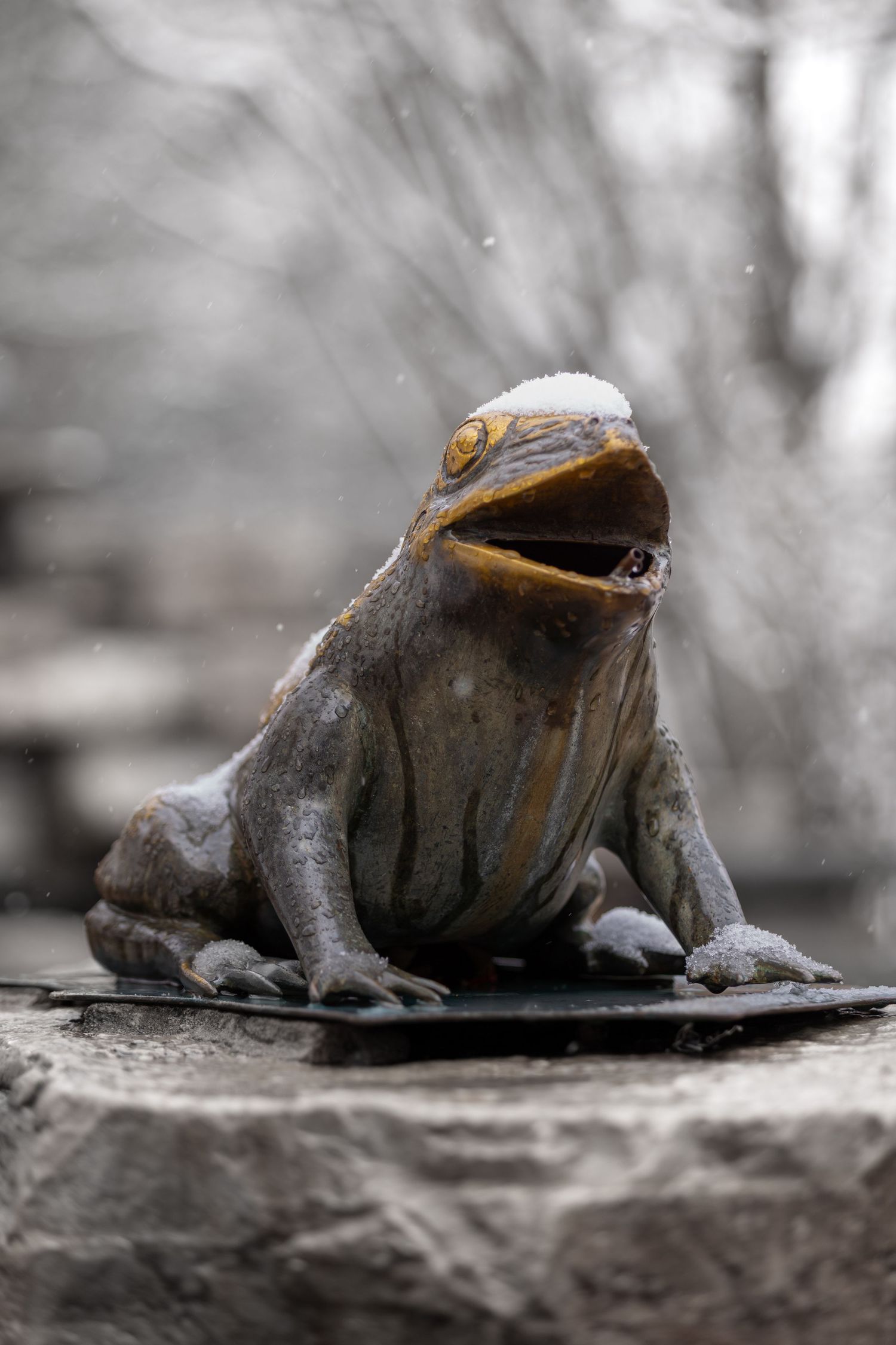 Frigid Frog