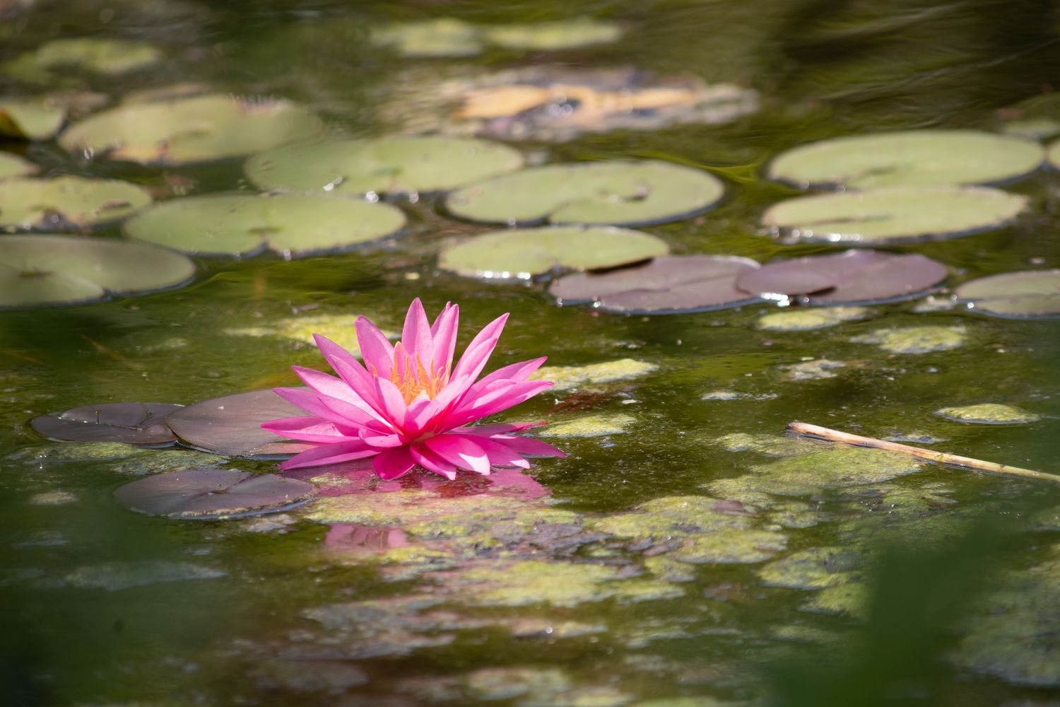 Pink Bloom