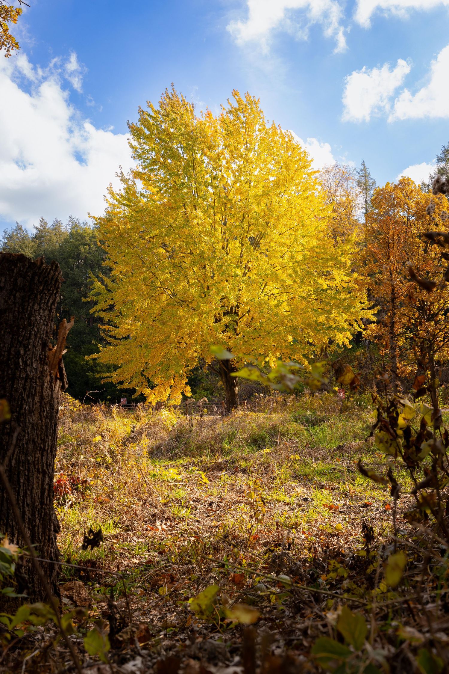 Morton Arboretum