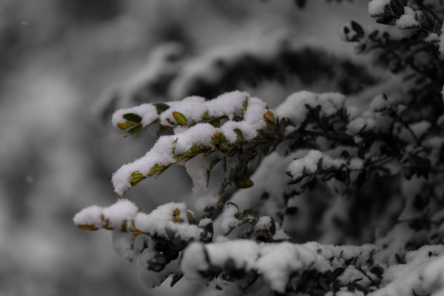 Cold Coverage