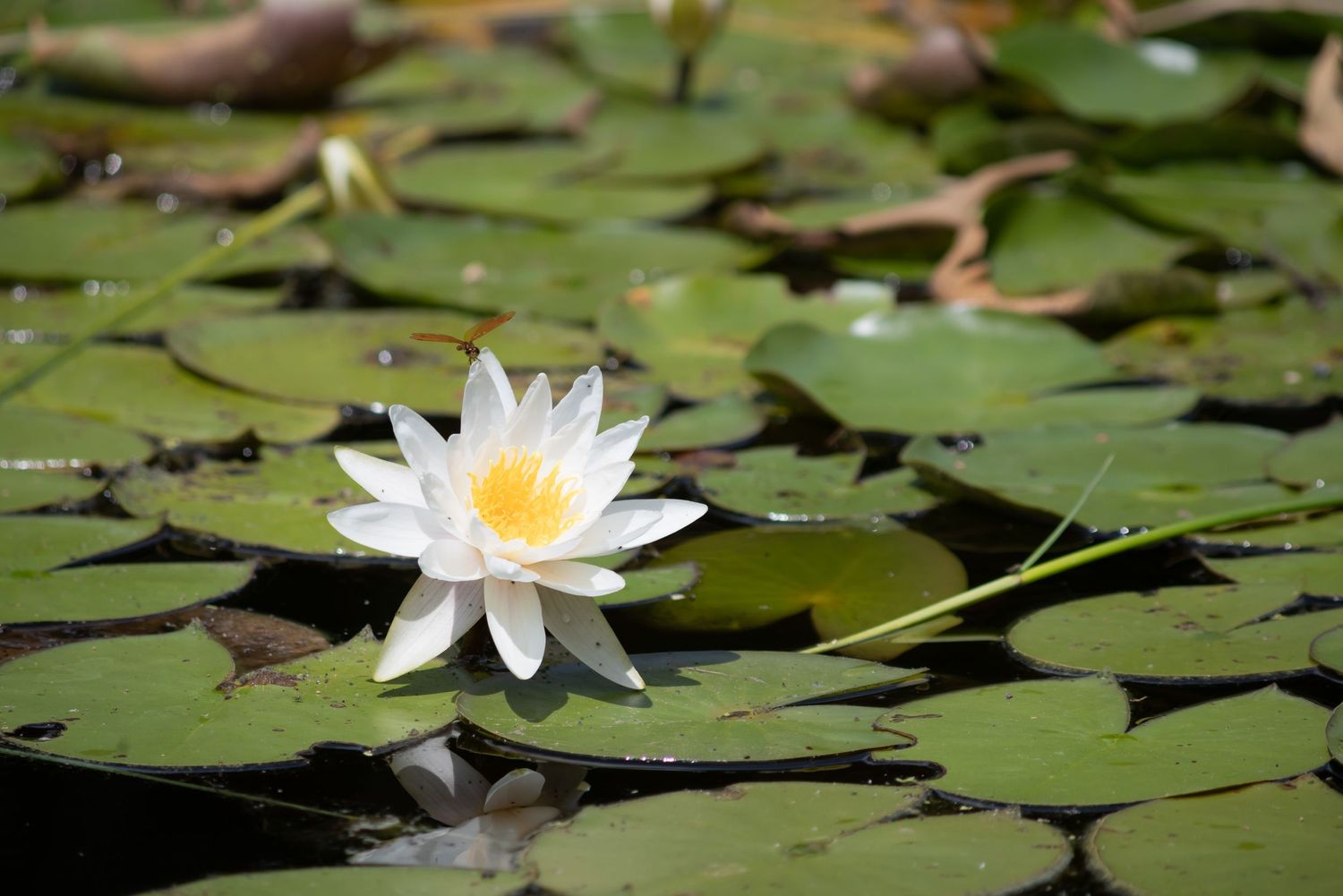 White Bloom