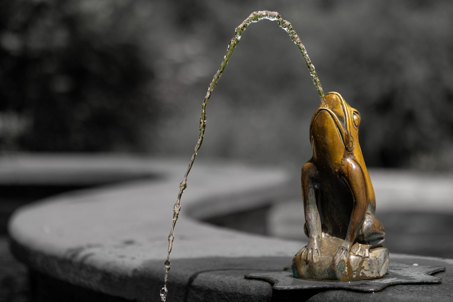 Wet Frog