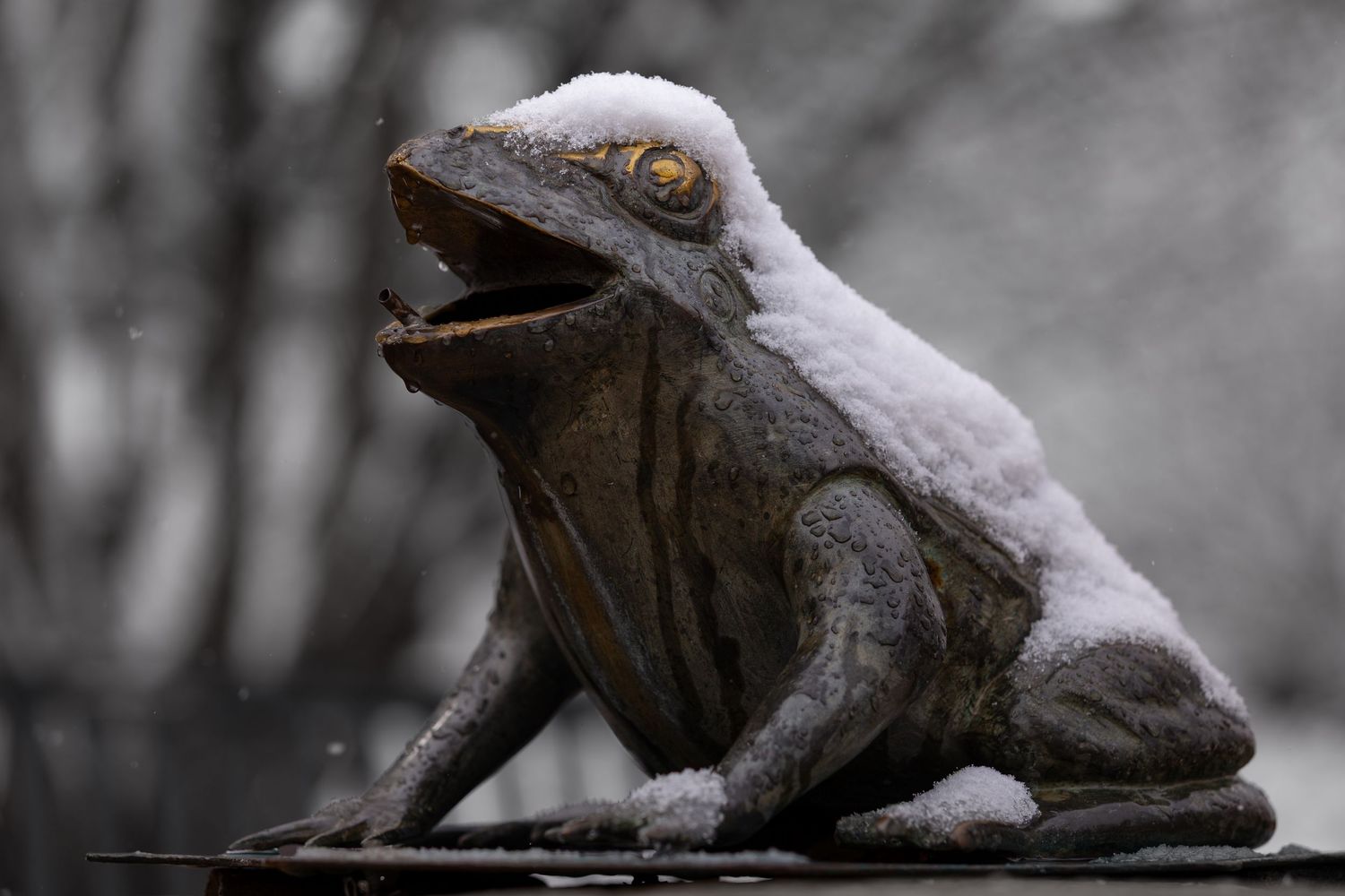 Frigid Frog
