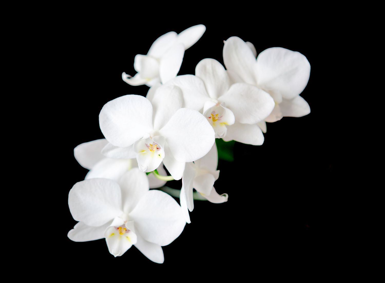 Elegant white Phalaenopsis orchid flowers in full bloom against a stark black background.