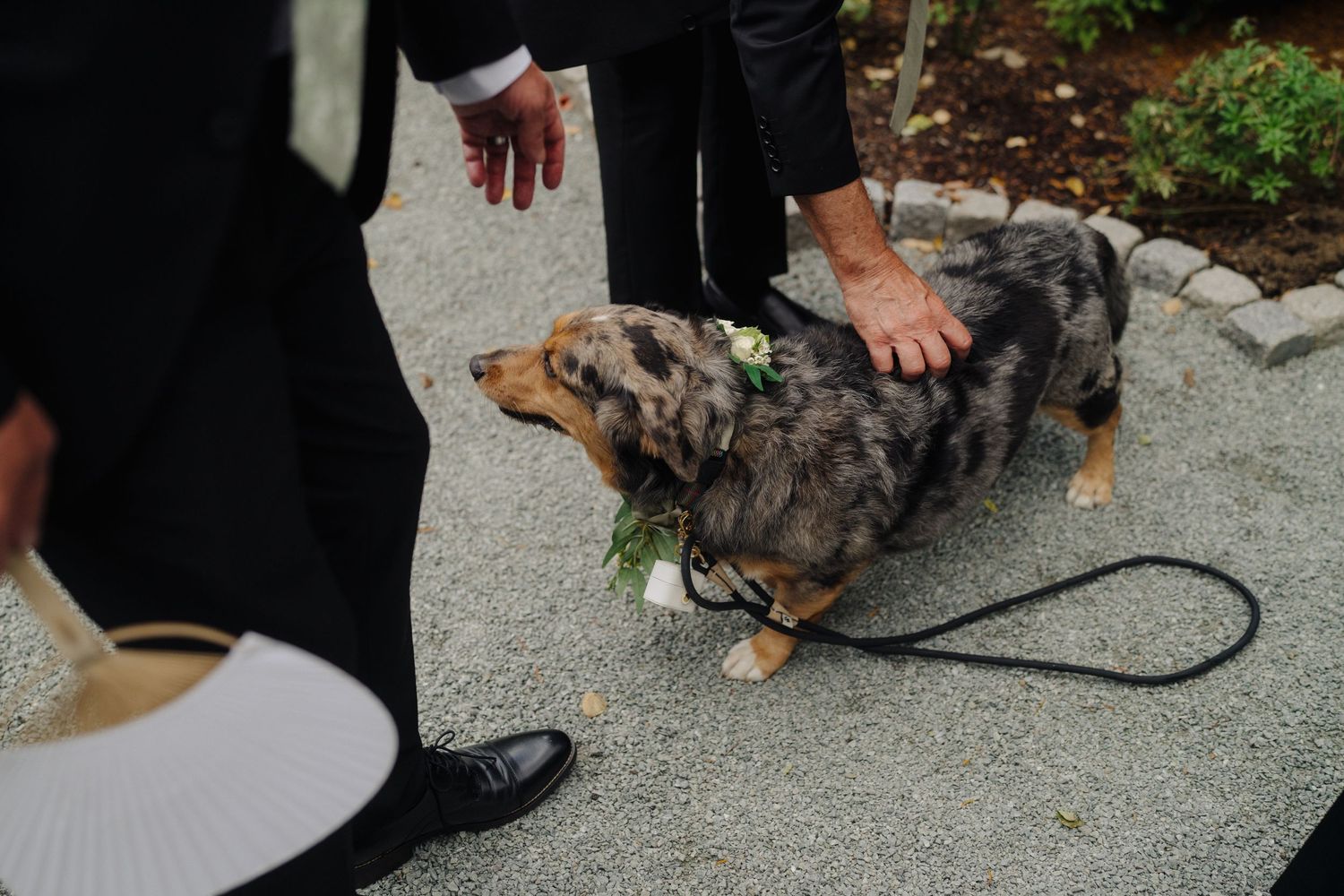 Several small dogs on leashes attend a formal outdoor wedding event.
