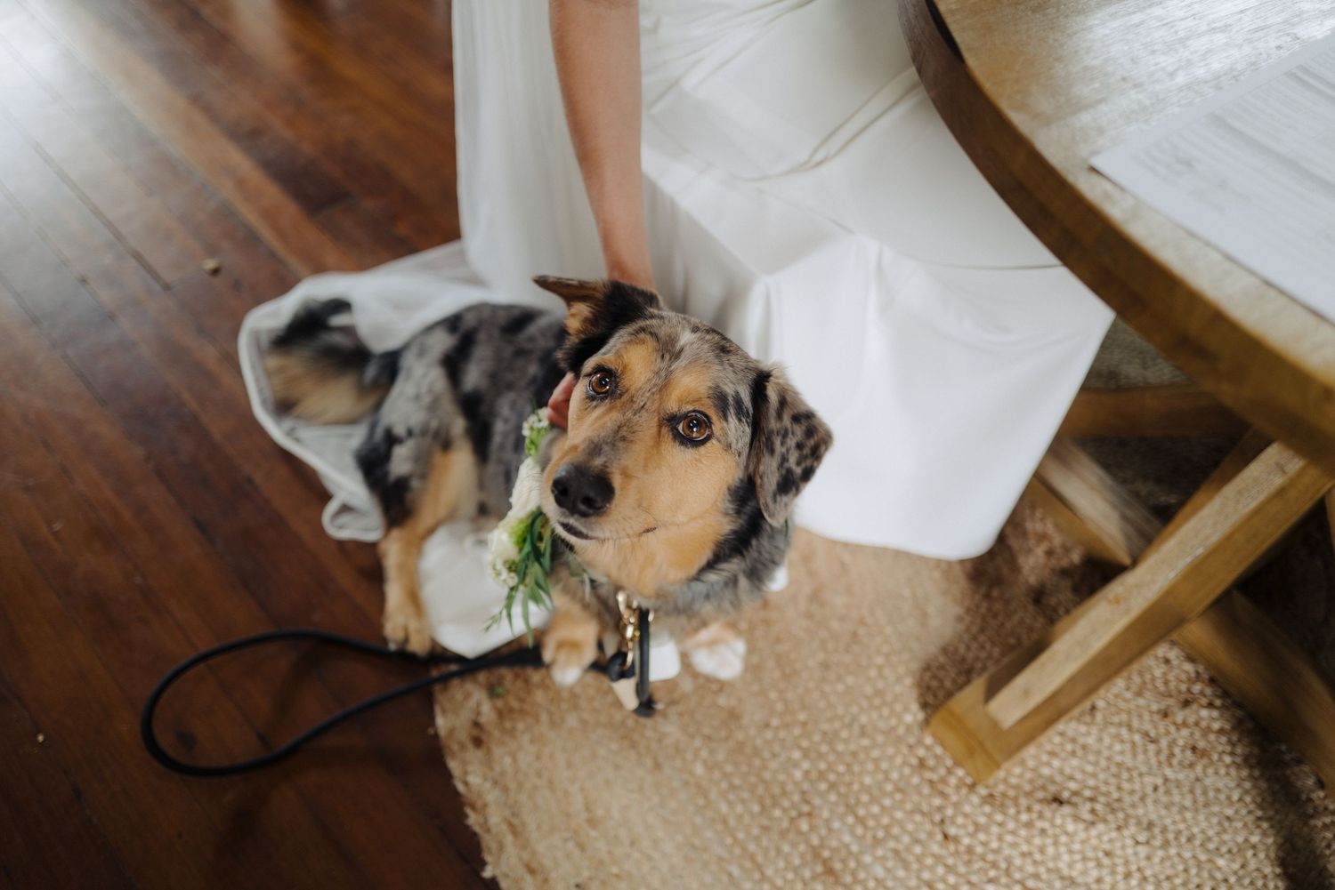 A dog rests on a rug beside a person wearing a white dress.