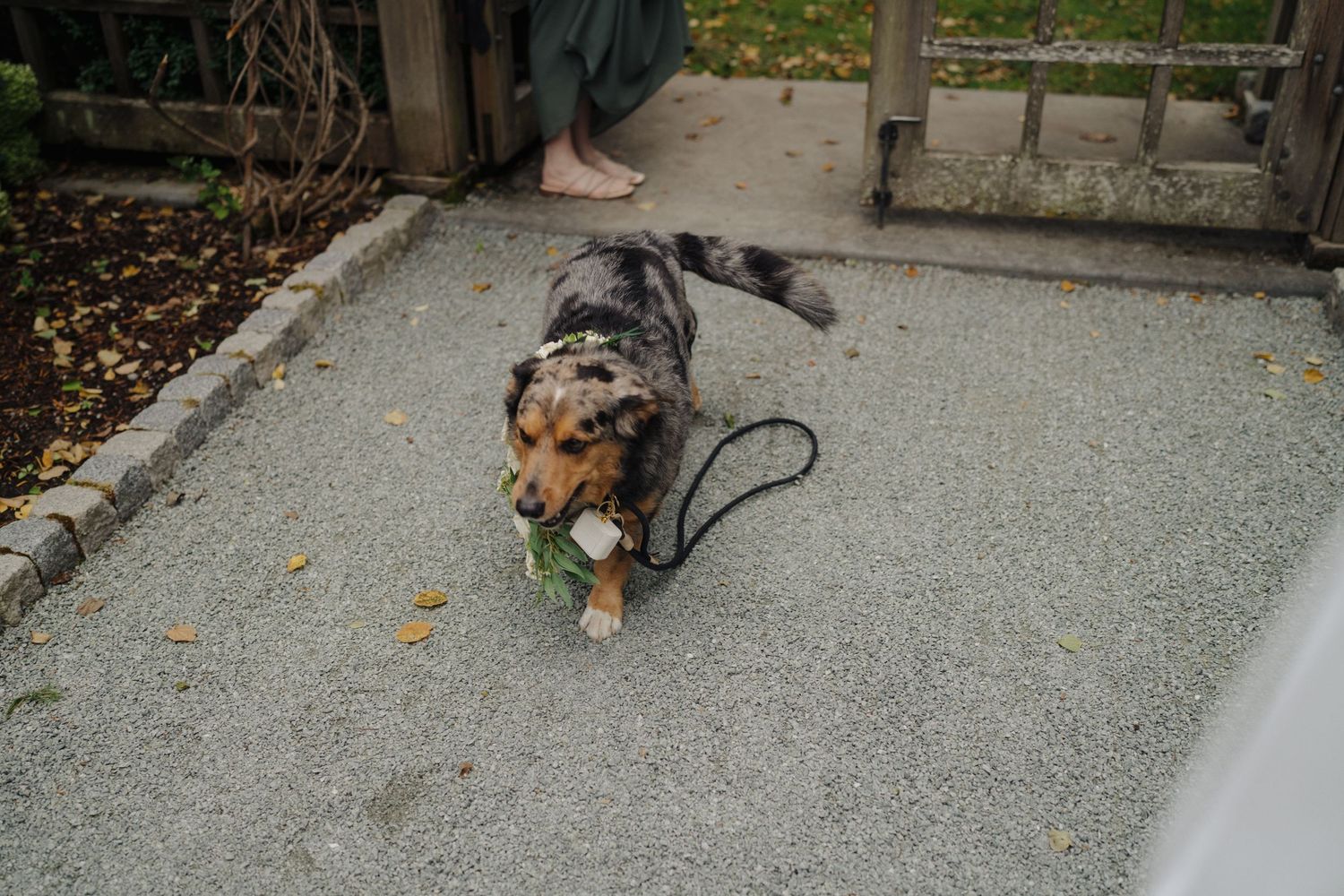 A spotted dog with a leash lies on a concrete patio.
