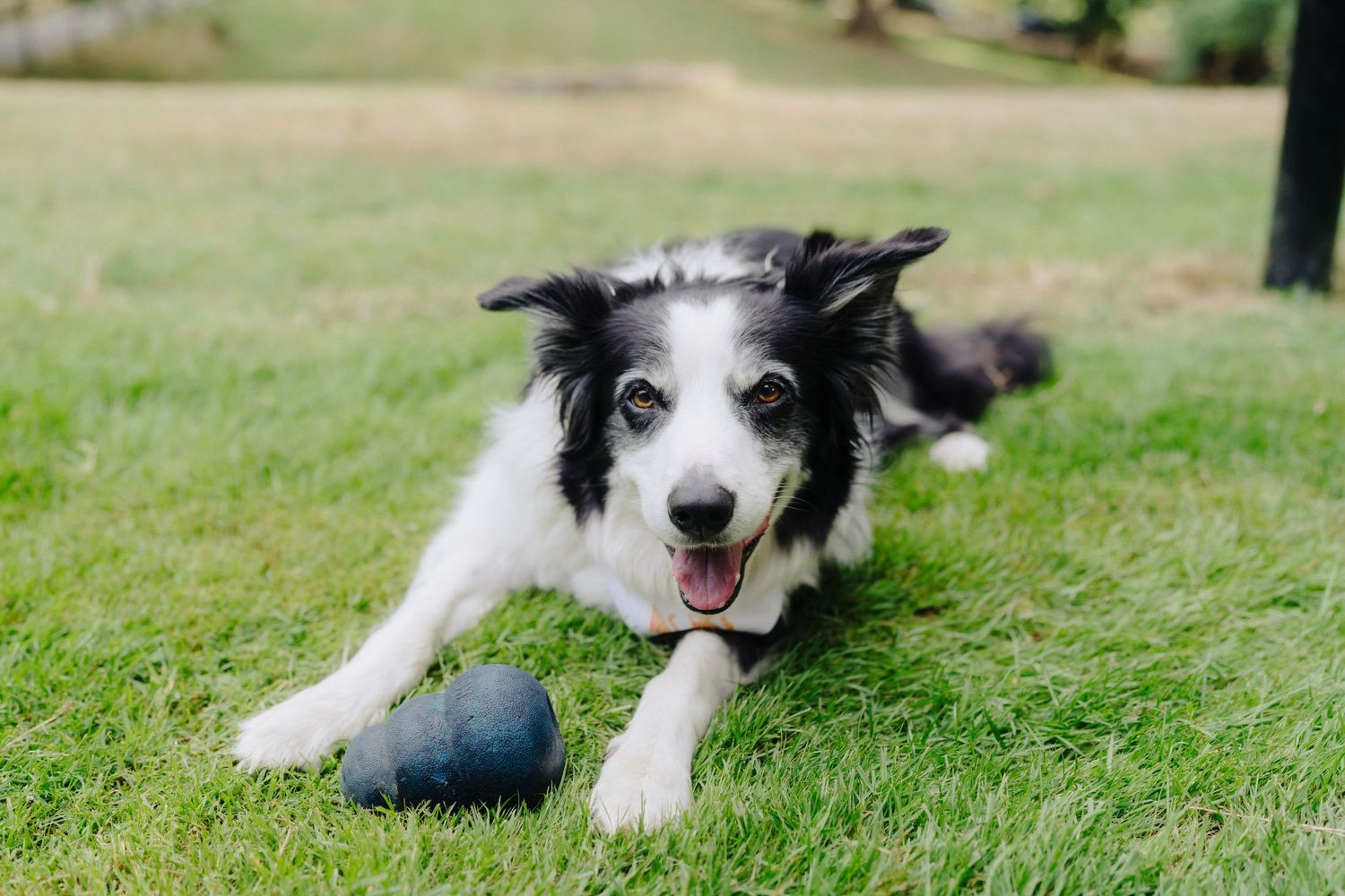 A black and white border collie dog lies happily in the grass during an outdoor event.