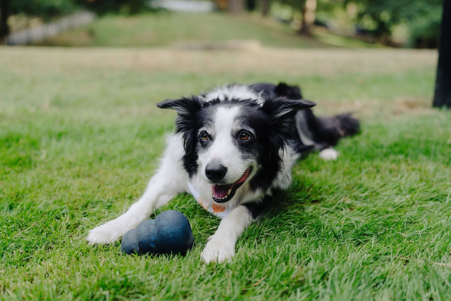 Black and white border collie dog lying happily in green grass.