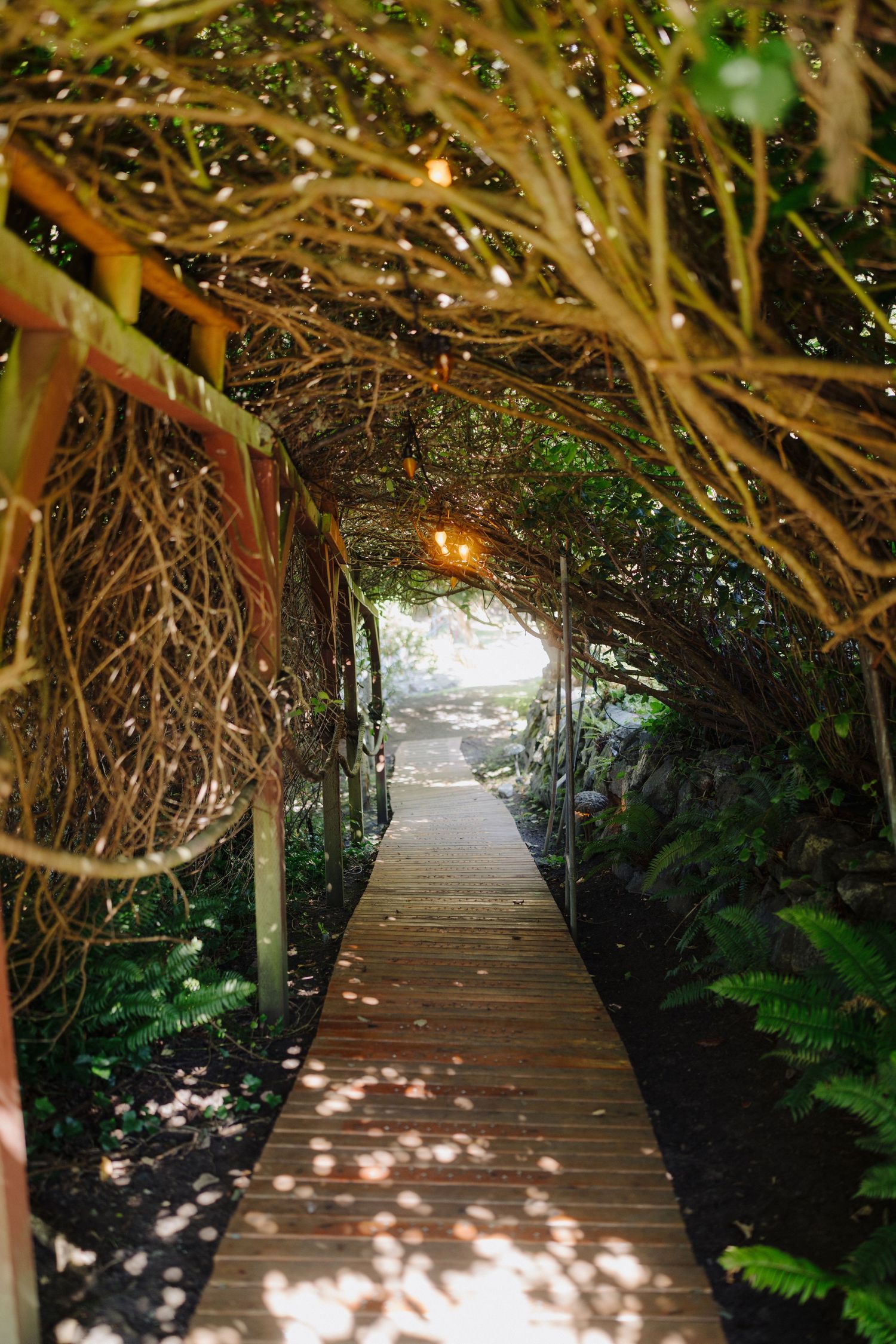 A wooden boardwalk path winds through lush greenery with dappled sunlight filtering through the canopy.