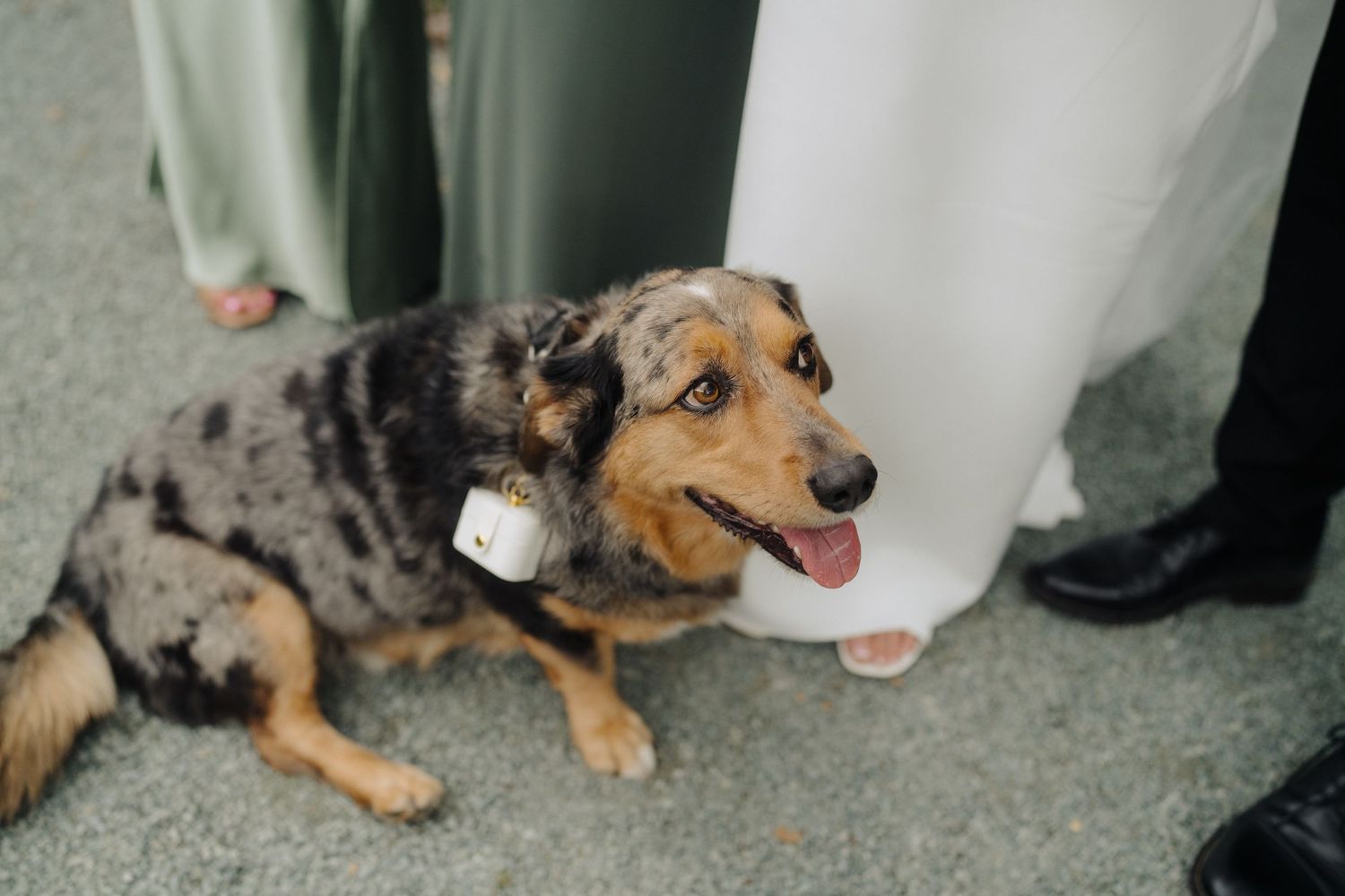Happy dog poses with wedding party members in formal attire.