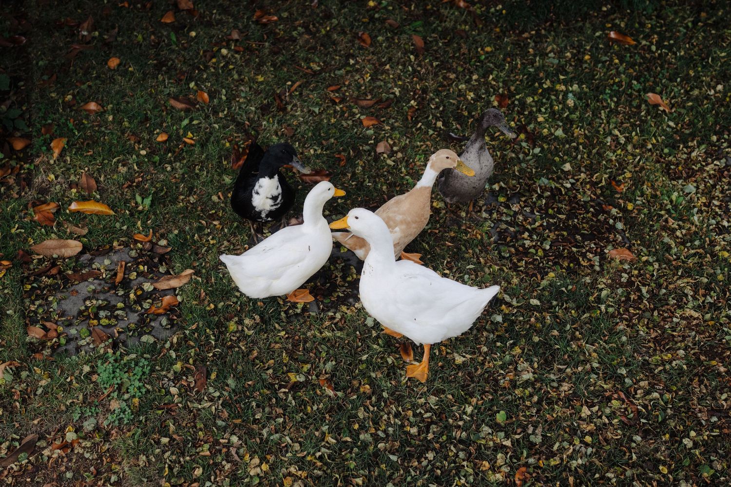 Wedding guests walking across a dark pebbled surface at an outdoor venue.