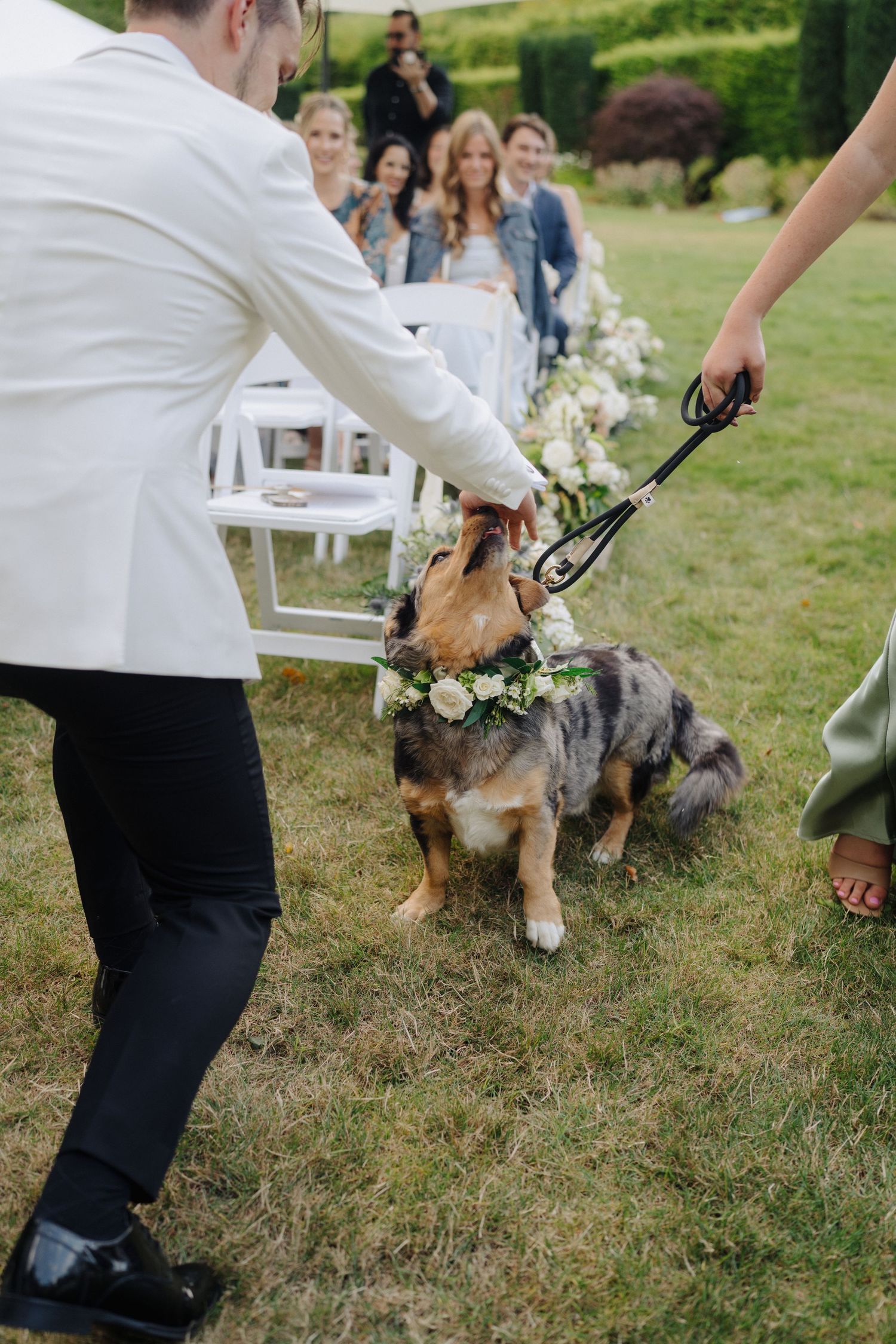 Dog walking down the aisle at an outdoor wedding ceremony wearing a floral collar.