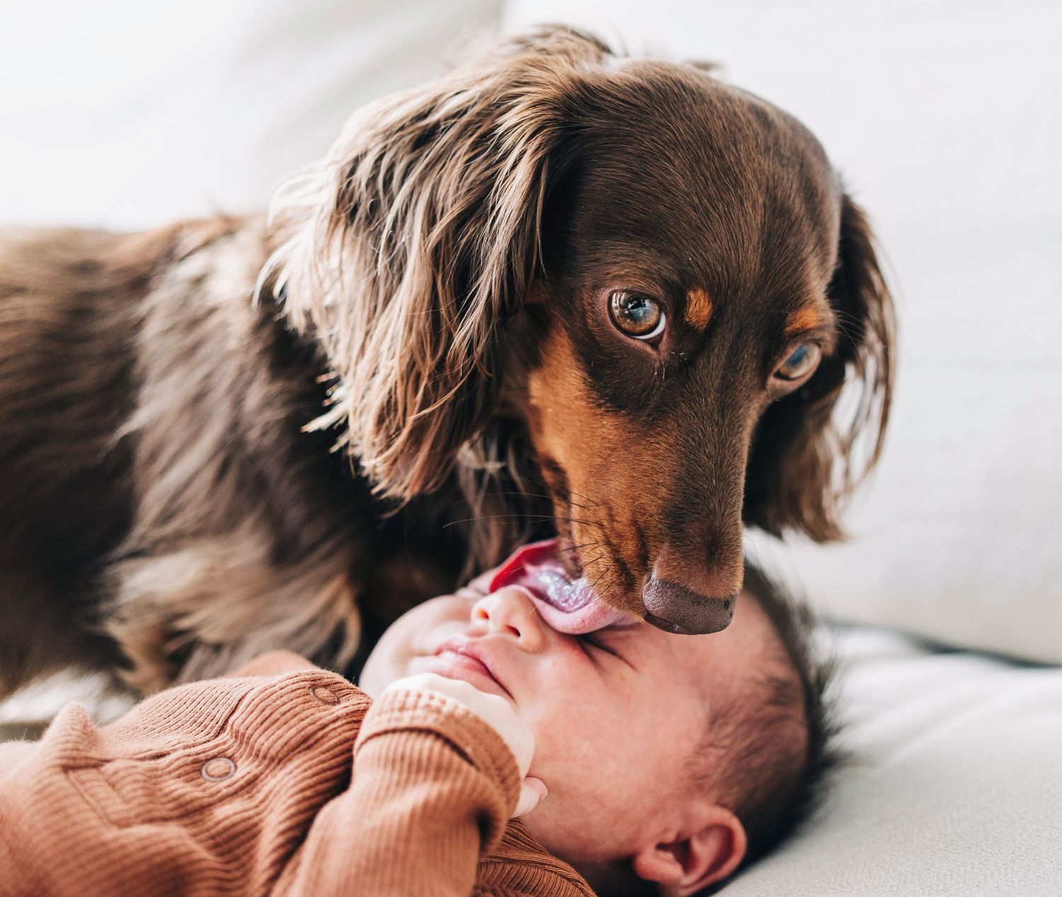 A brown and black dog gently interacting with a newborn baby on white bedding.