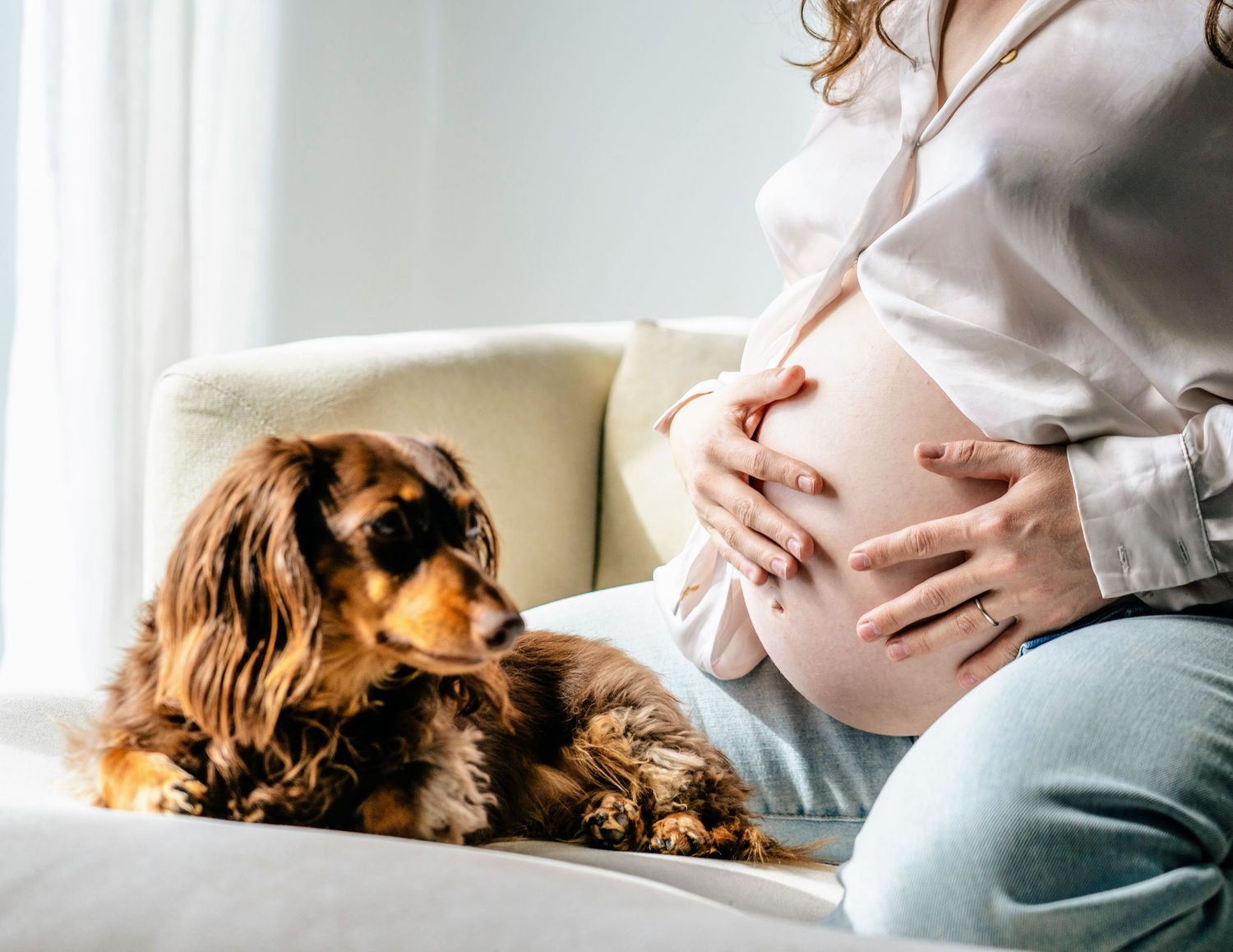 Person lying on couch with small brown dog during maternity photoshoot with sunlit background.