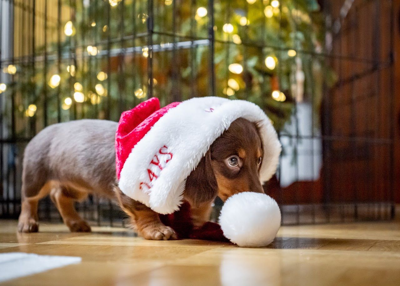 Playful dachshund wearing holiday attire lying on floor with Christmas decorations.