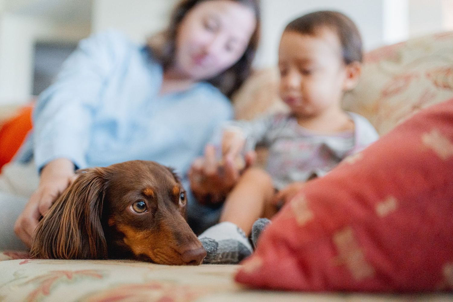 Dachshund puppy enjoying cuddles and playtime on a comfortable couch.