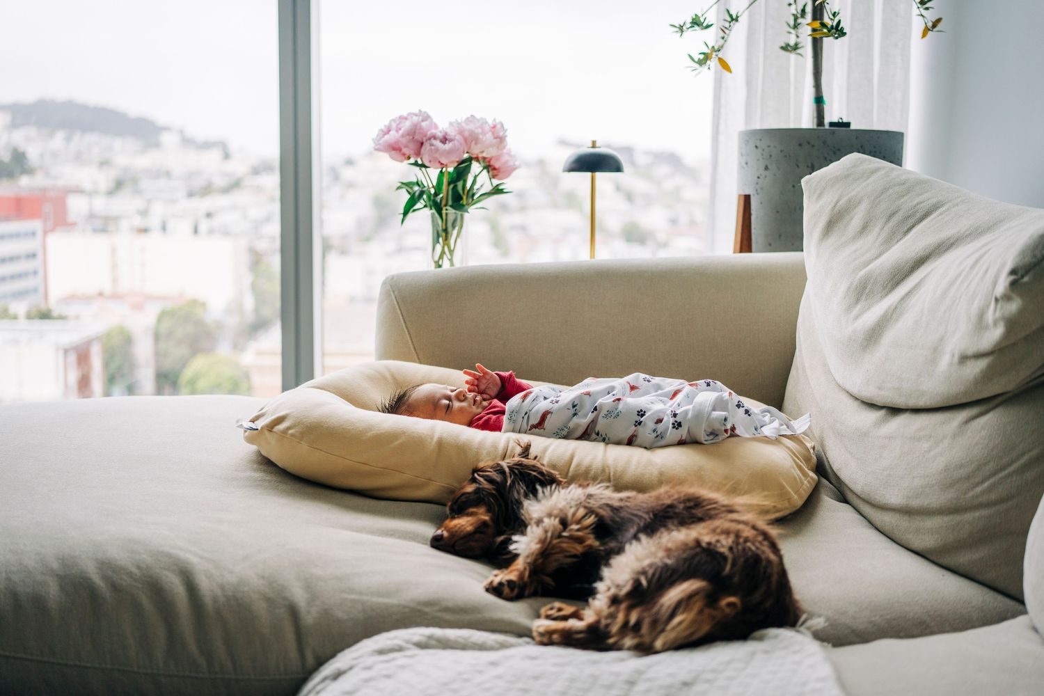 A small dog peacefully resting on a grey couch near a window with natural light.