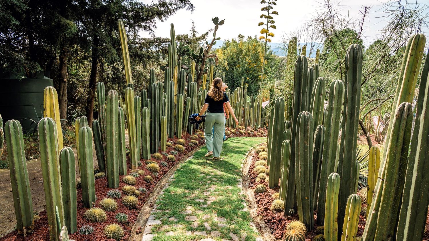 Long rows of tall cactus plants creating symmetrical lines in a desert garden landscape.