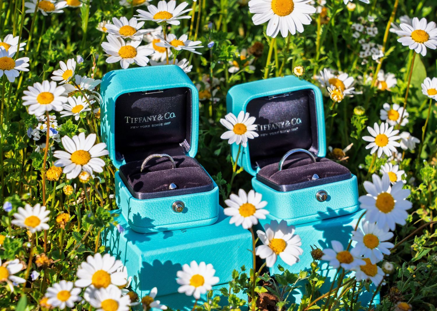 Teal engagement ring boxes nestled among blooming white daisies in bright sunlight.