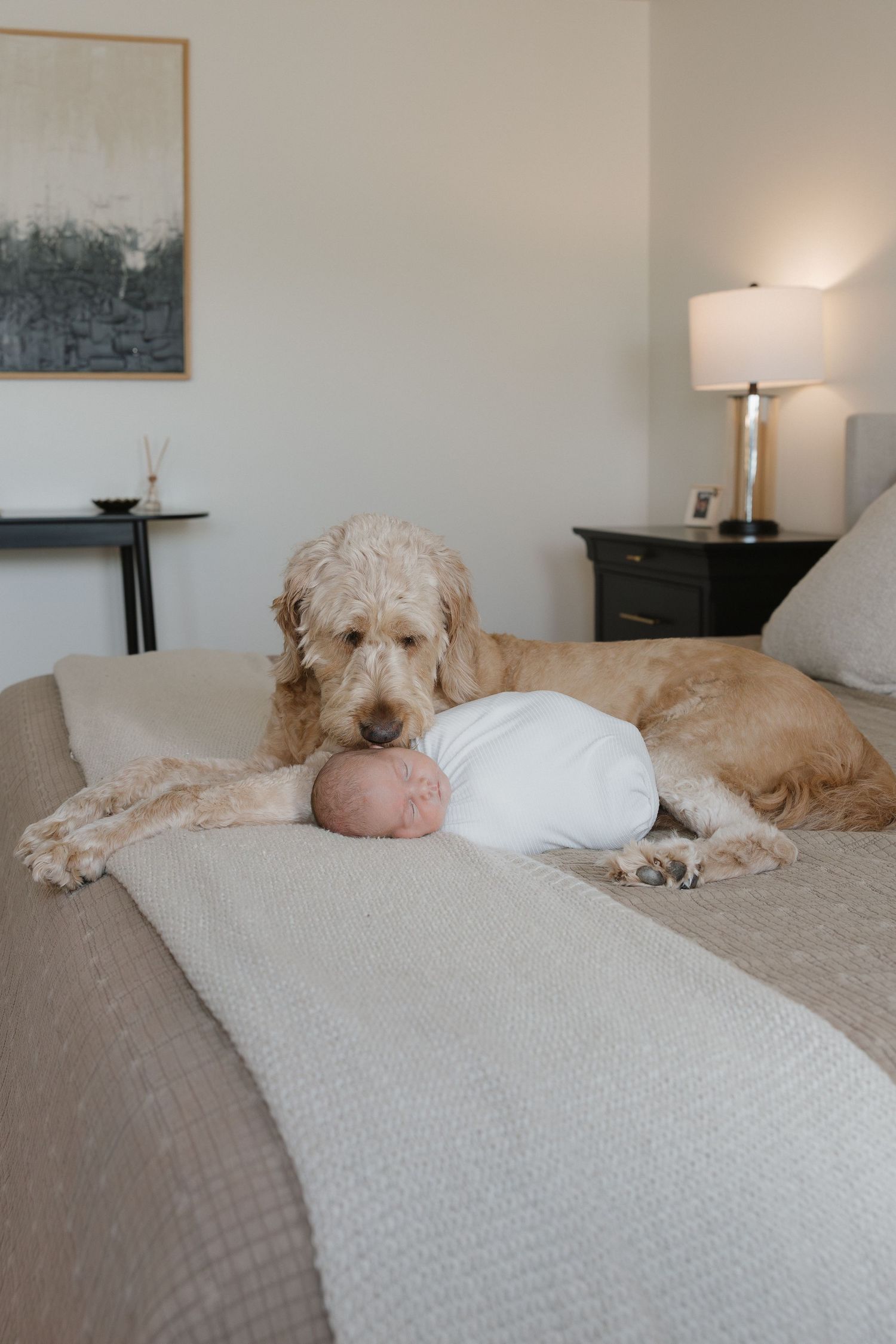 A large goldendoodle dog lies protectively next to a swaddled baby on a gray bed with a table lamp in the background.