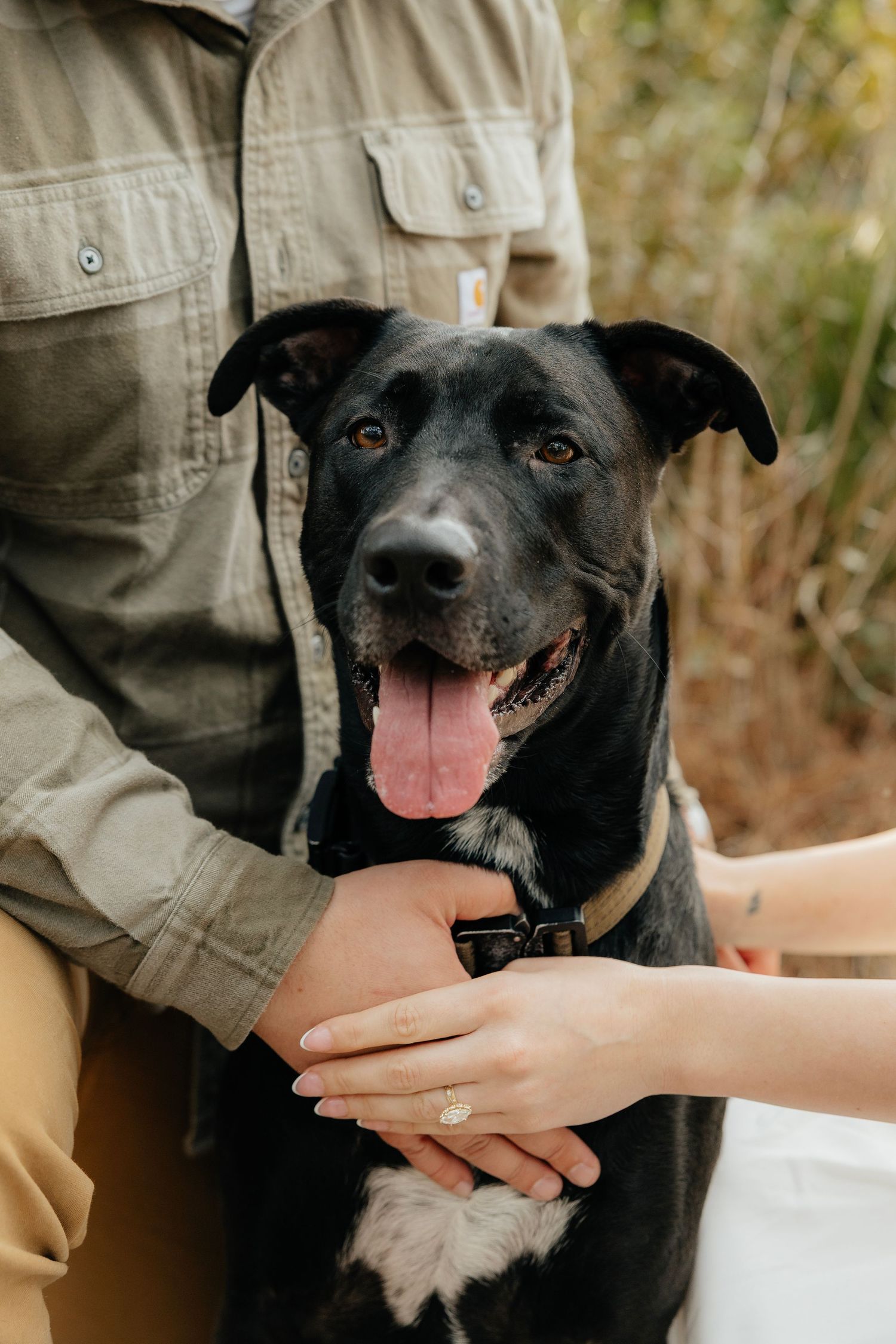 Smiling black dog with floppy ears and pink tongue out sits between a person in an olive shirt and a hand wearing a diamond ring.
