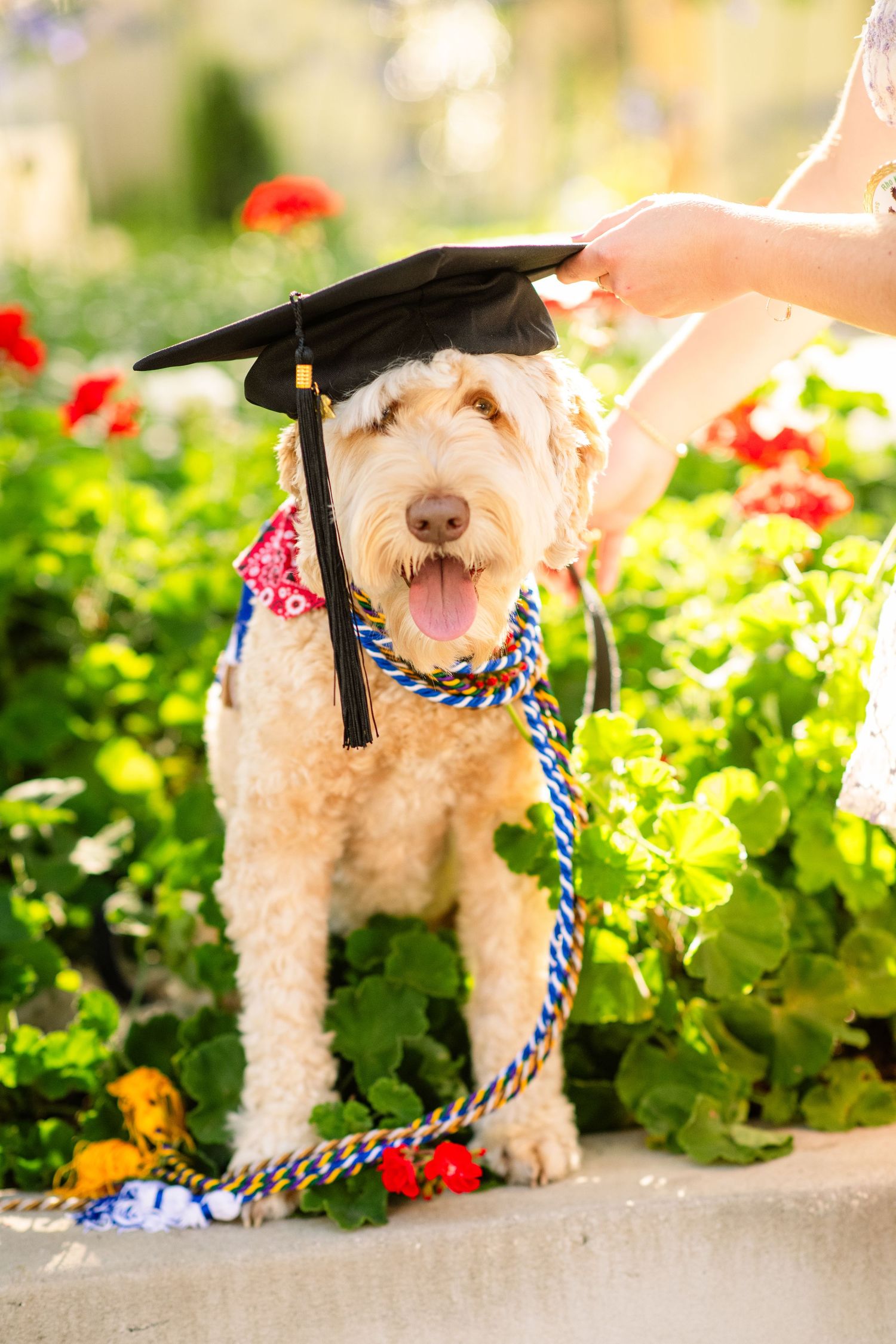Fluffy golden doodle dog wearing graduation cap and honor cords sitting among colorful garden flowers.