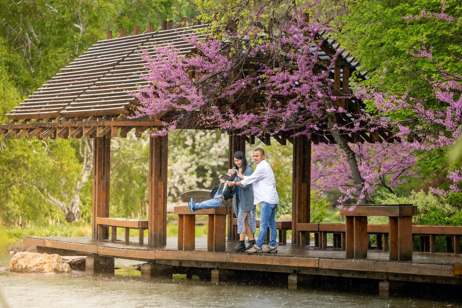 Cherry blossom trees frame a wooden walkway in a serene garden setting.