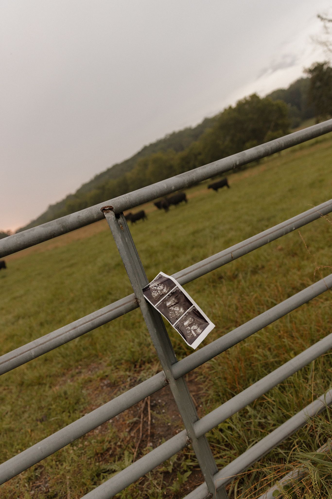 Black and white sonogram photo attached to metal farm gate bars with green hillside and cattle in background.