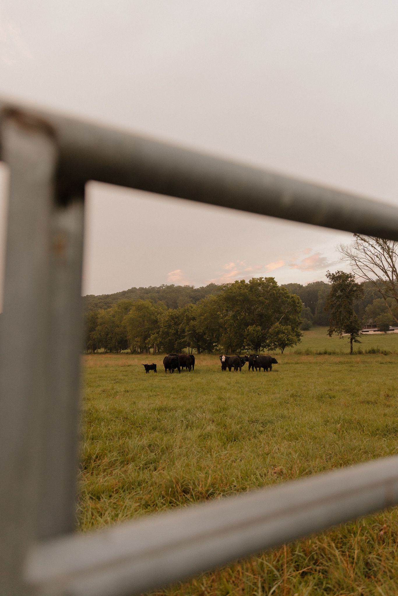 Cattle graze in a green pasture at sunset, viewed through a metal fence frame in the foreground.