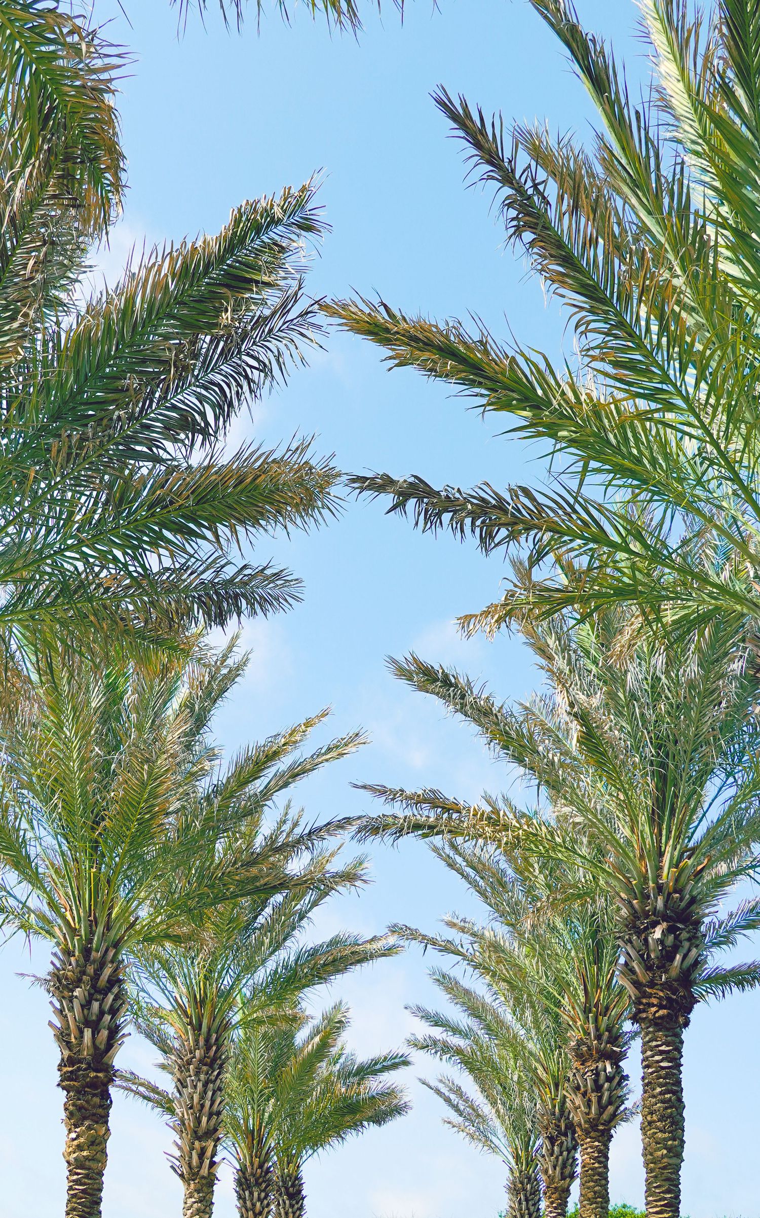 Tall palm trees reach toward a bright blue sky creating a tropical paradise view.