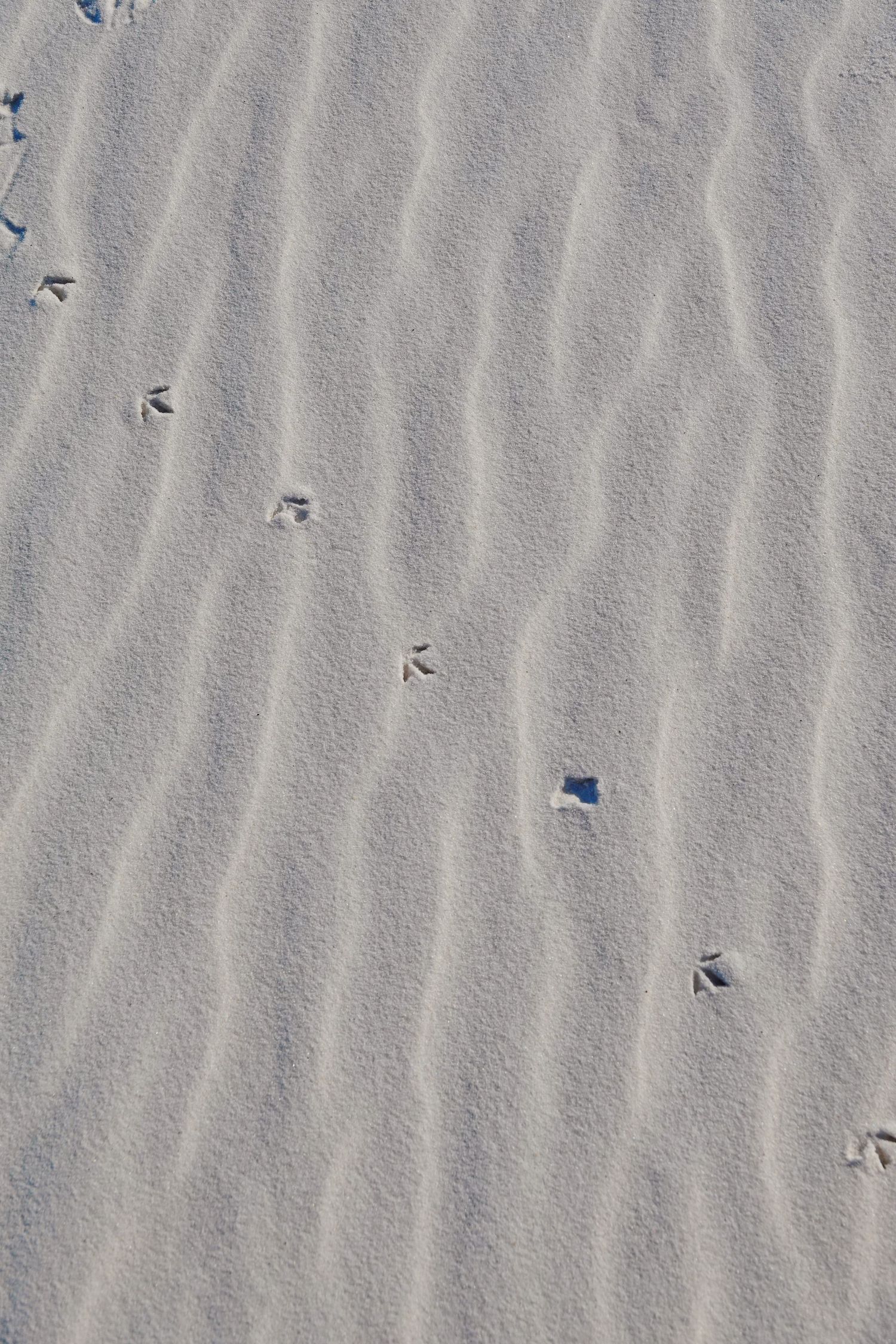 Close-up of rippled sand patterns on a beach with small scattered footprints.