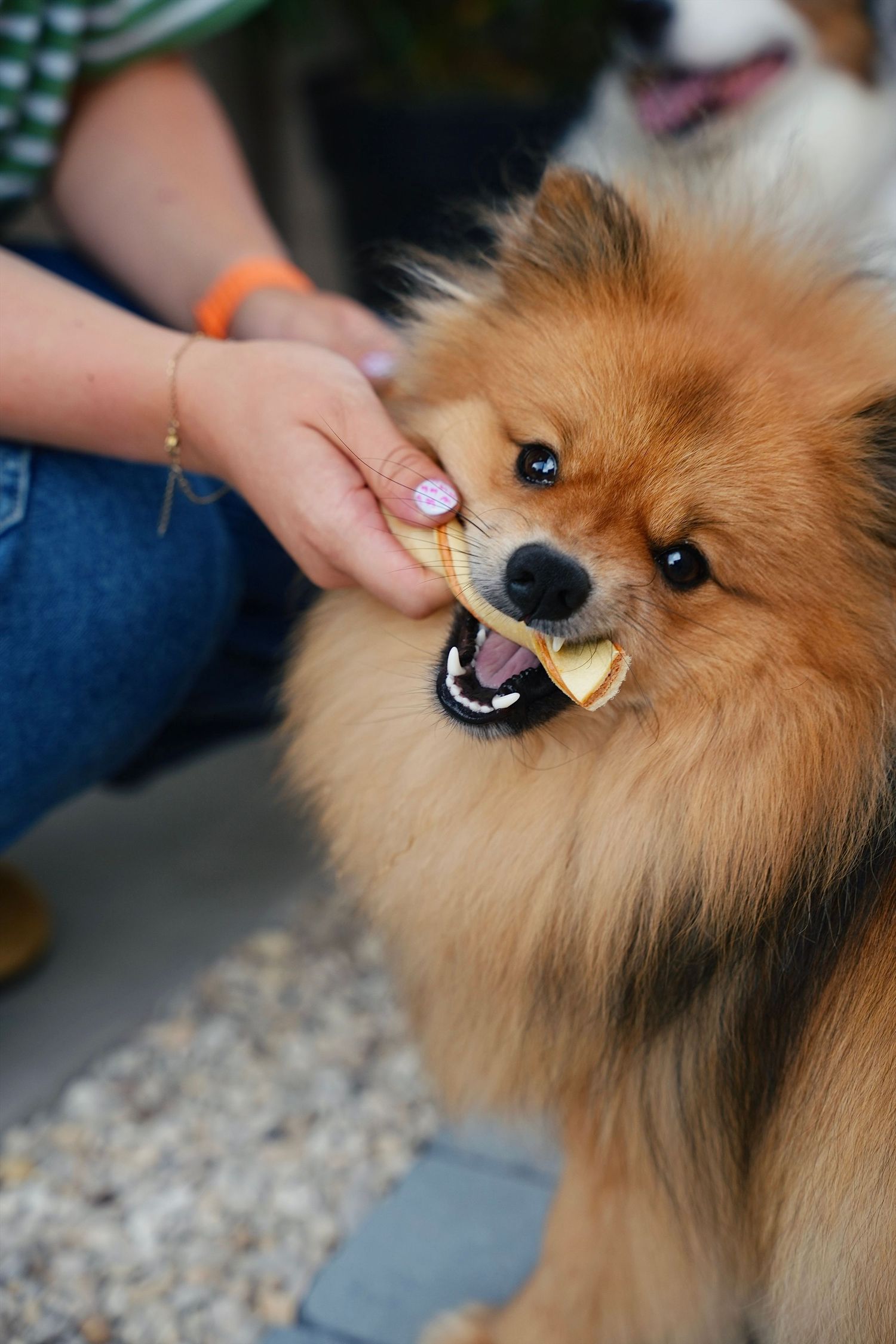 Pet love