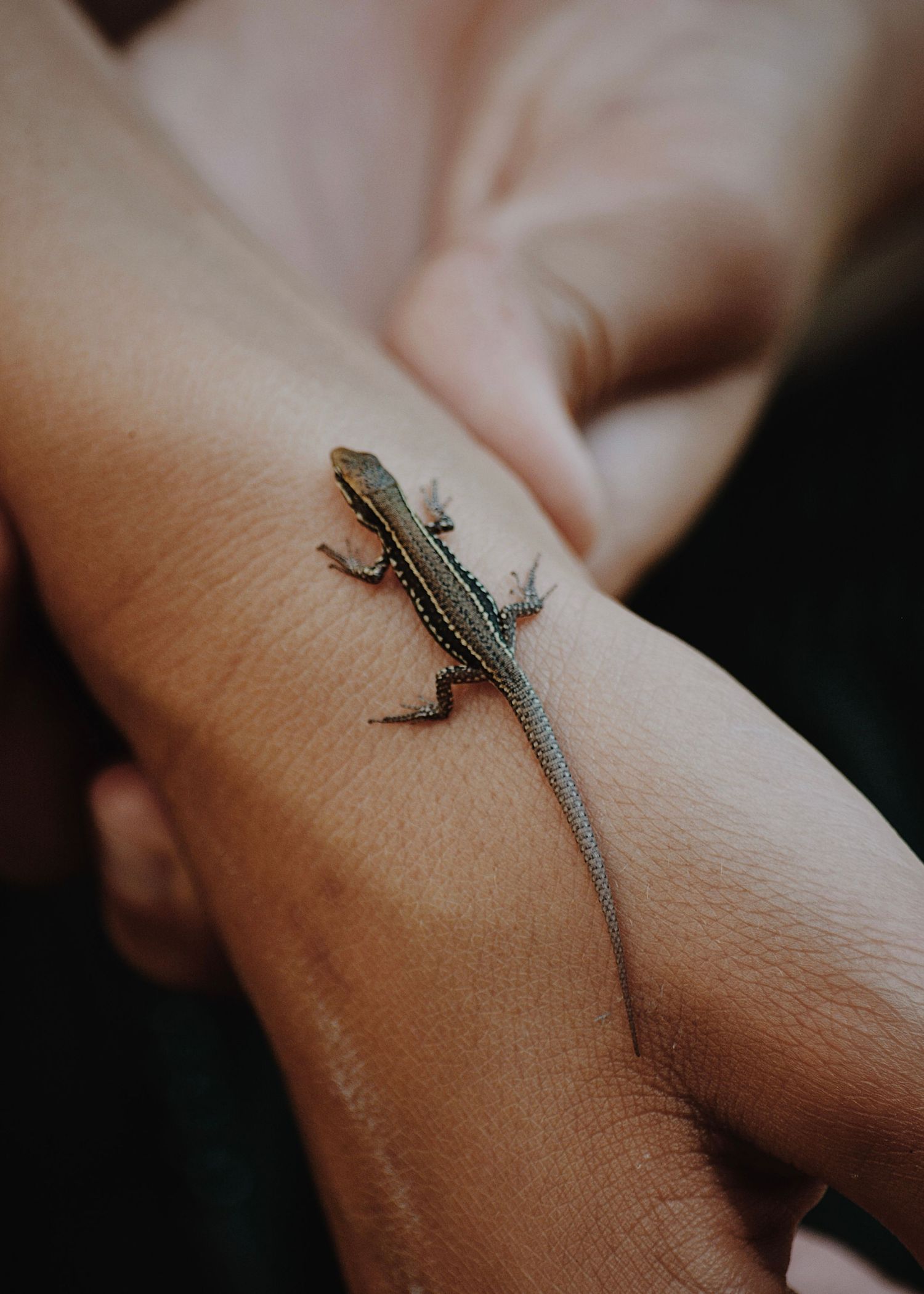 Pet love