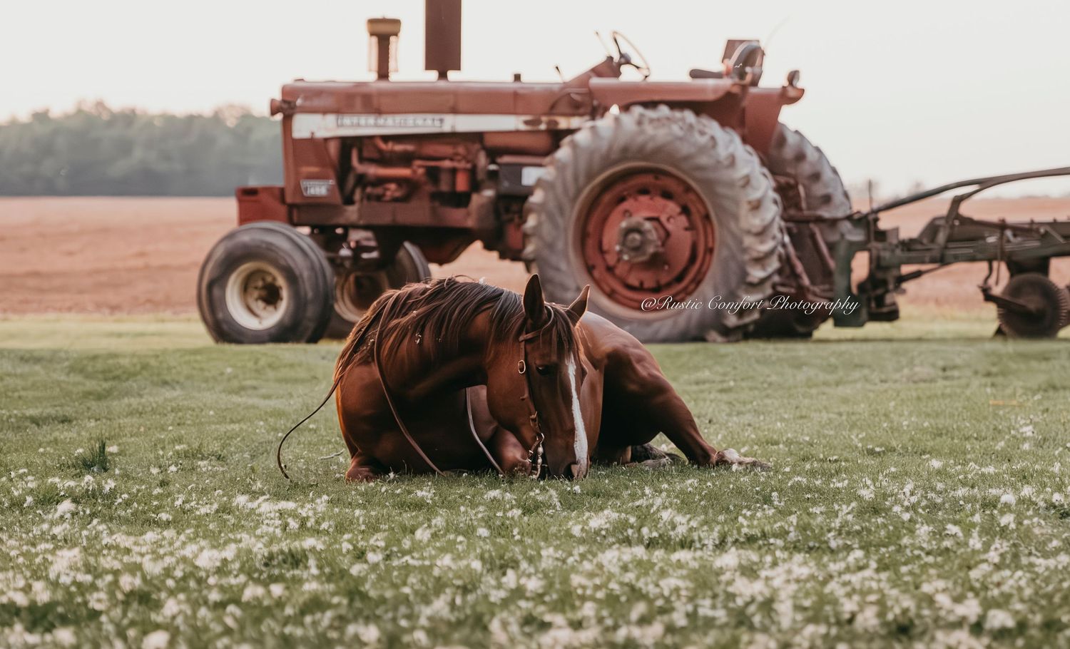 Farm/ranch/ag lifestyle photography