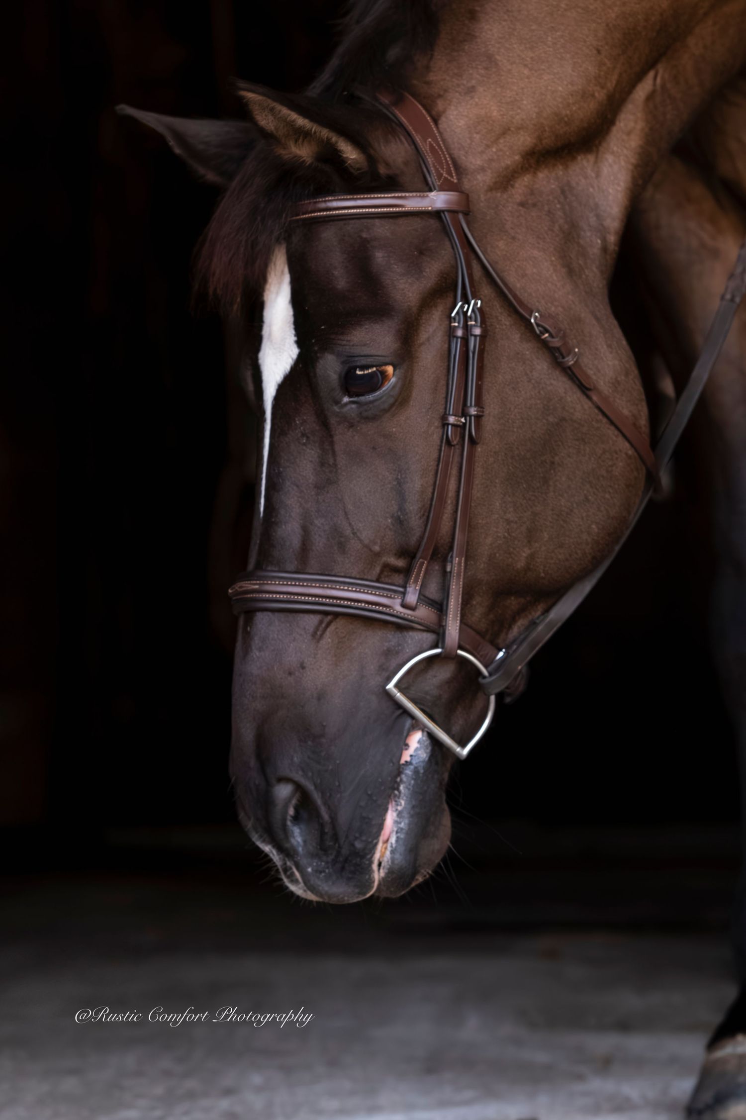 horse show photographer