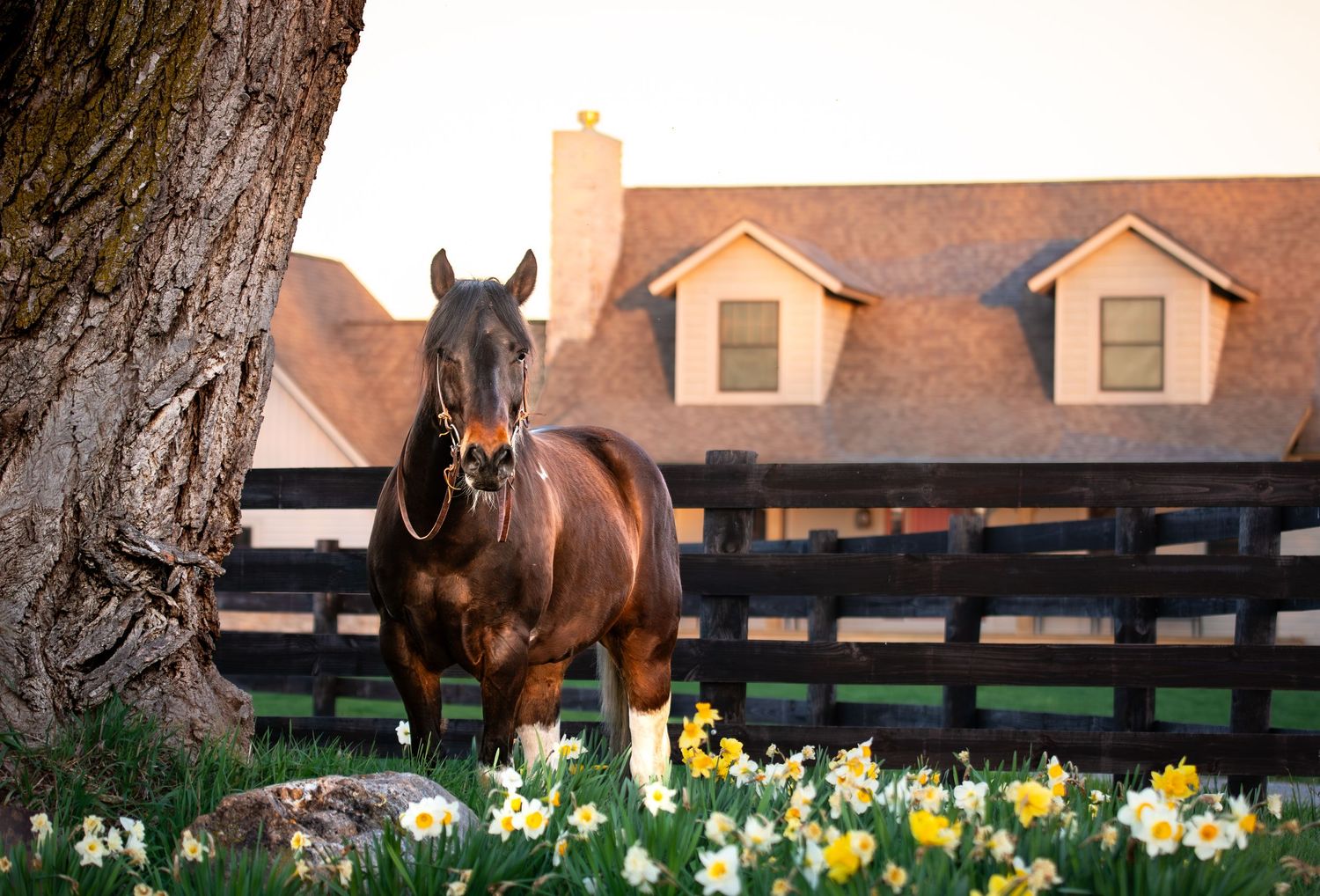 equine/farm photographer