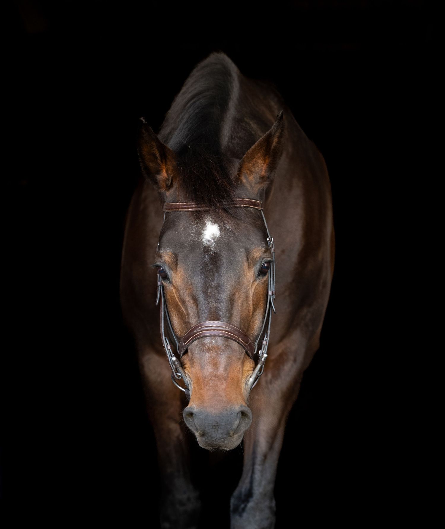 equine/farm photographer