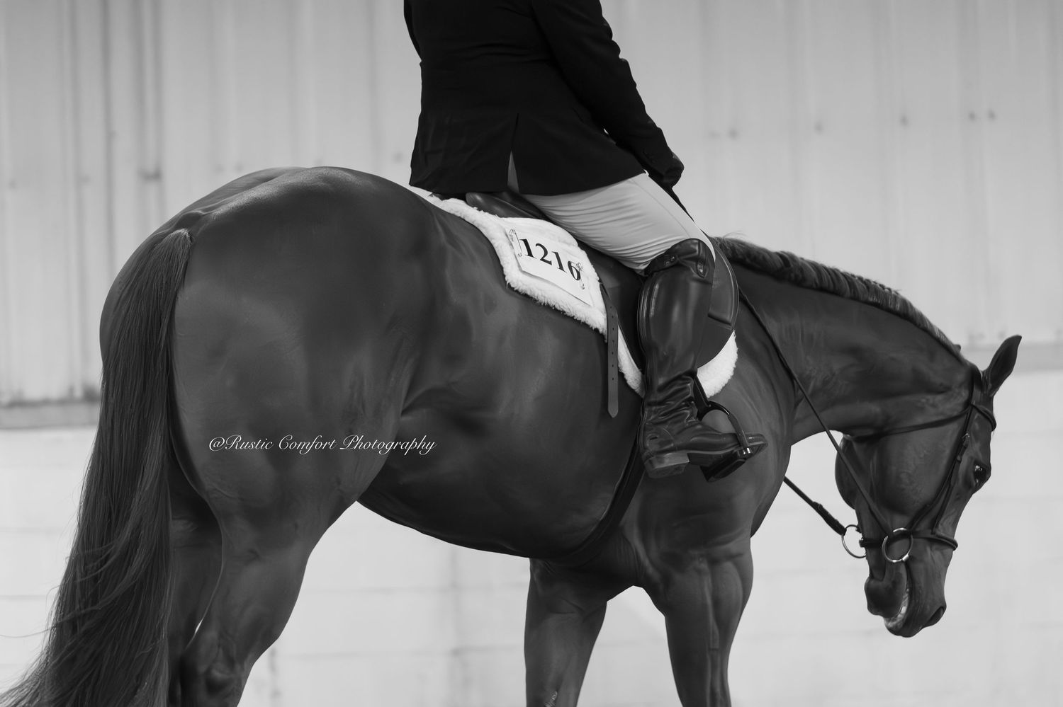 horse show photographer
