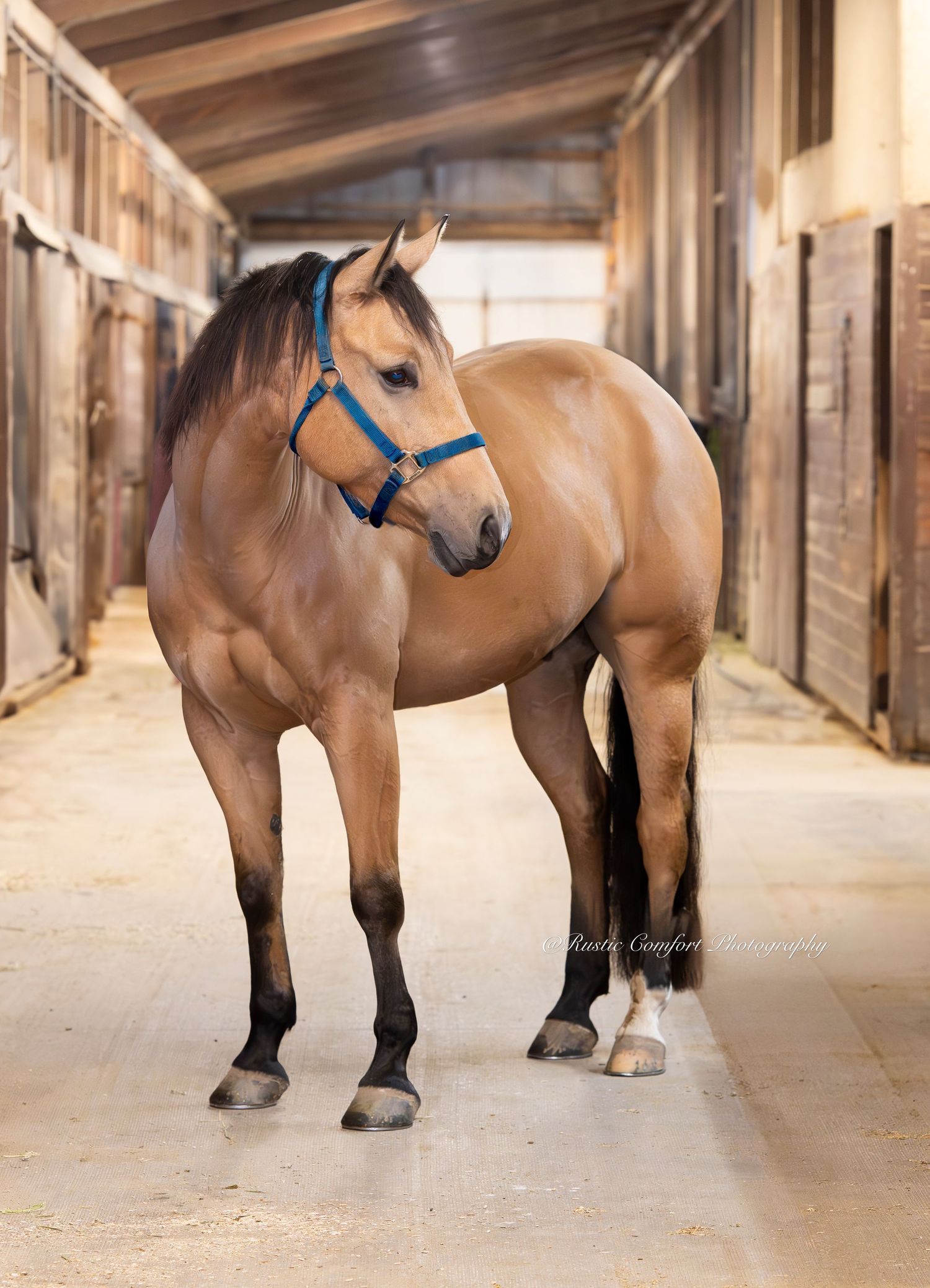 equine portraits