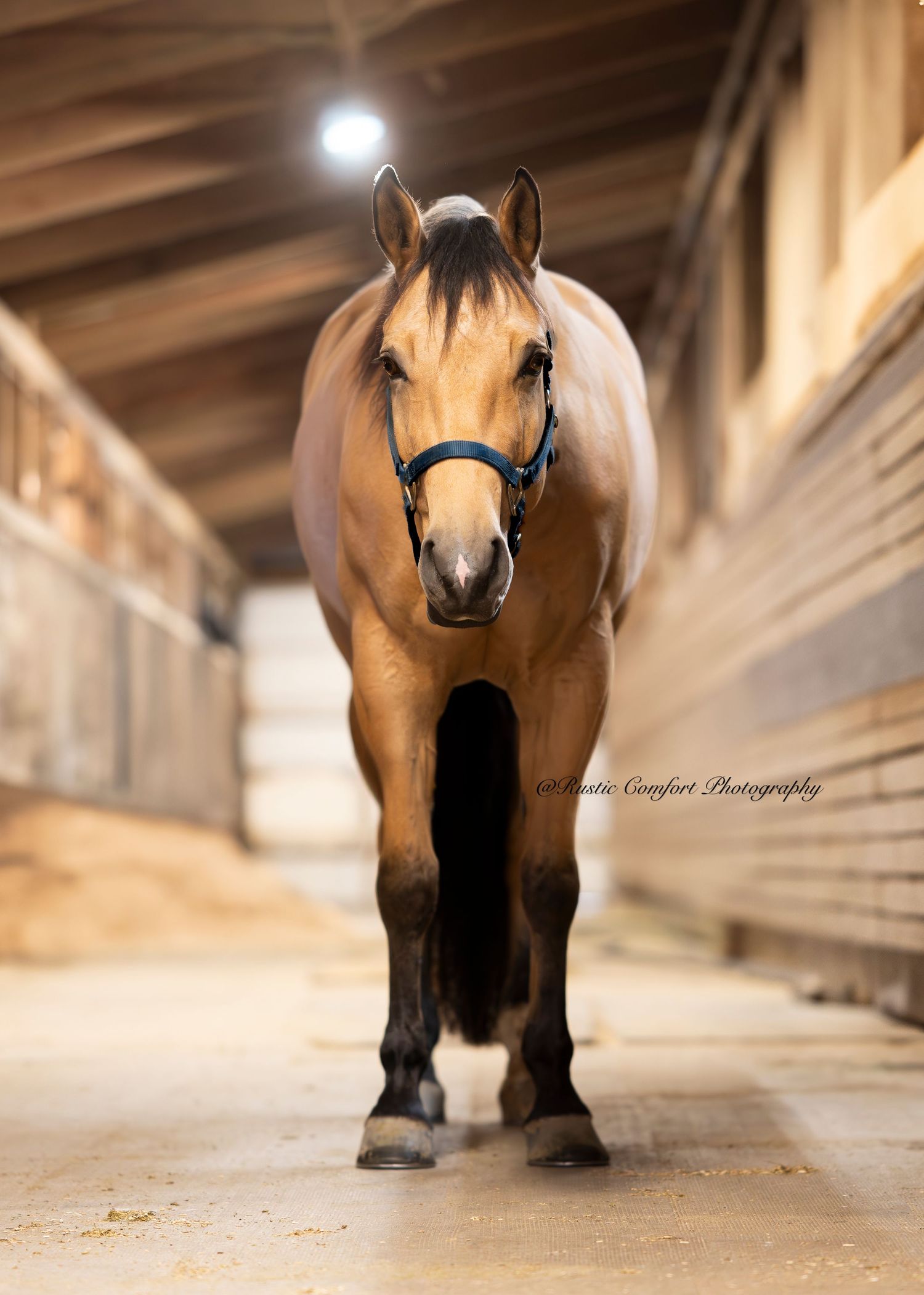 horse show photographer