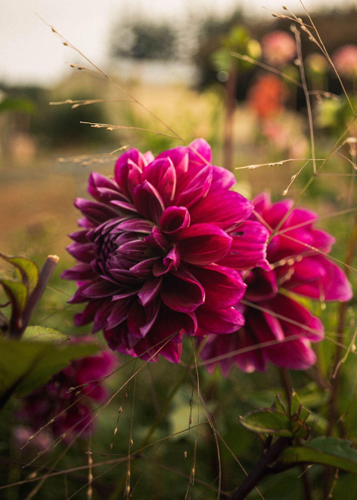 moody close up of dahlia blossoms in the Willamette Valley, Oregon.