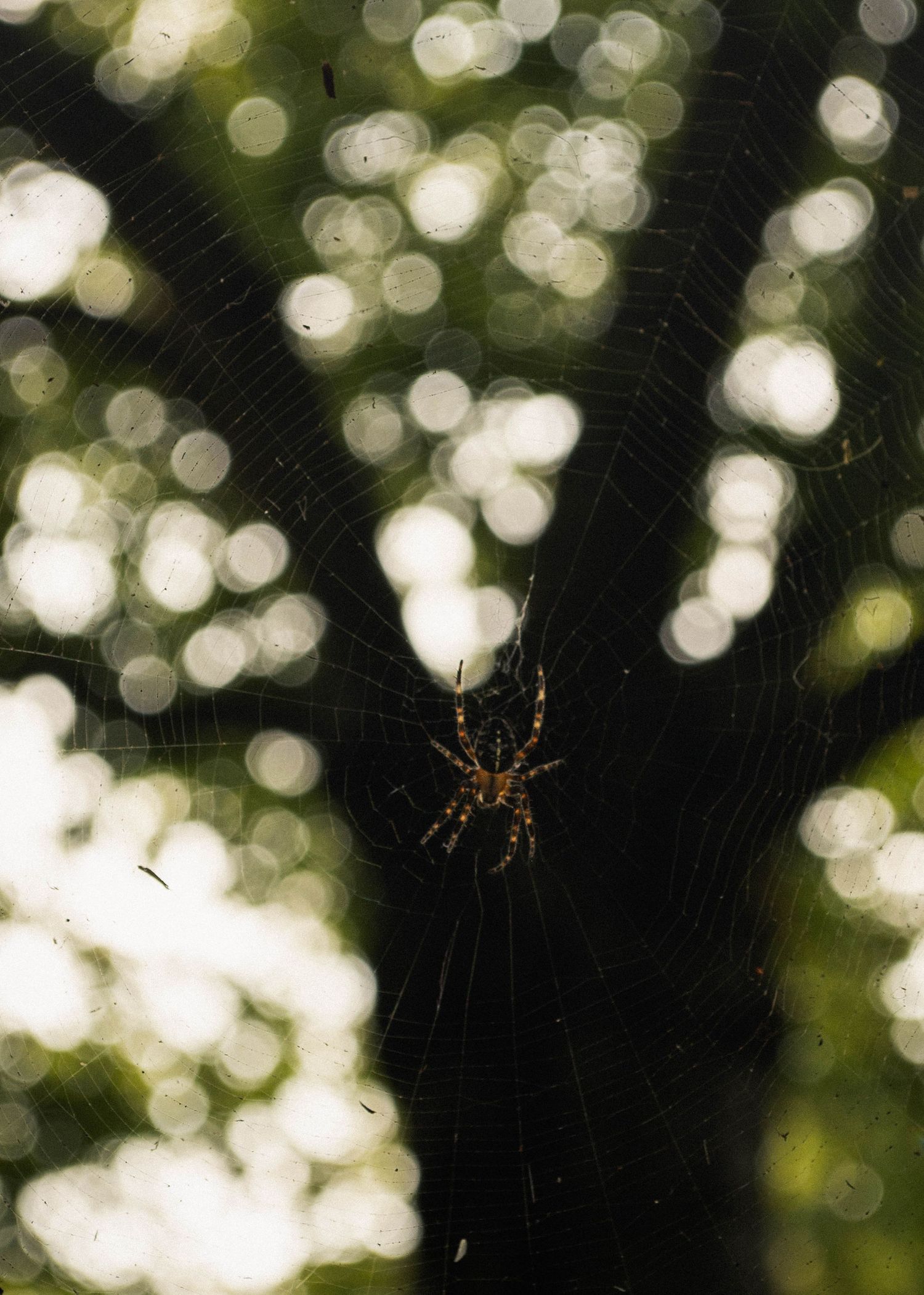 moody close up of a garden spider hanging from her web in the Willamette Valley, Oregon.