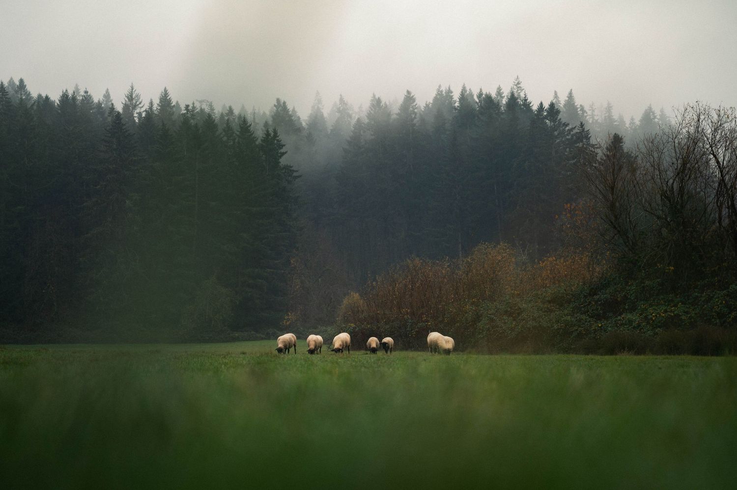 moody wide angle photo of sheep in a pasture on a foggy day in Silverton, Oregon.
