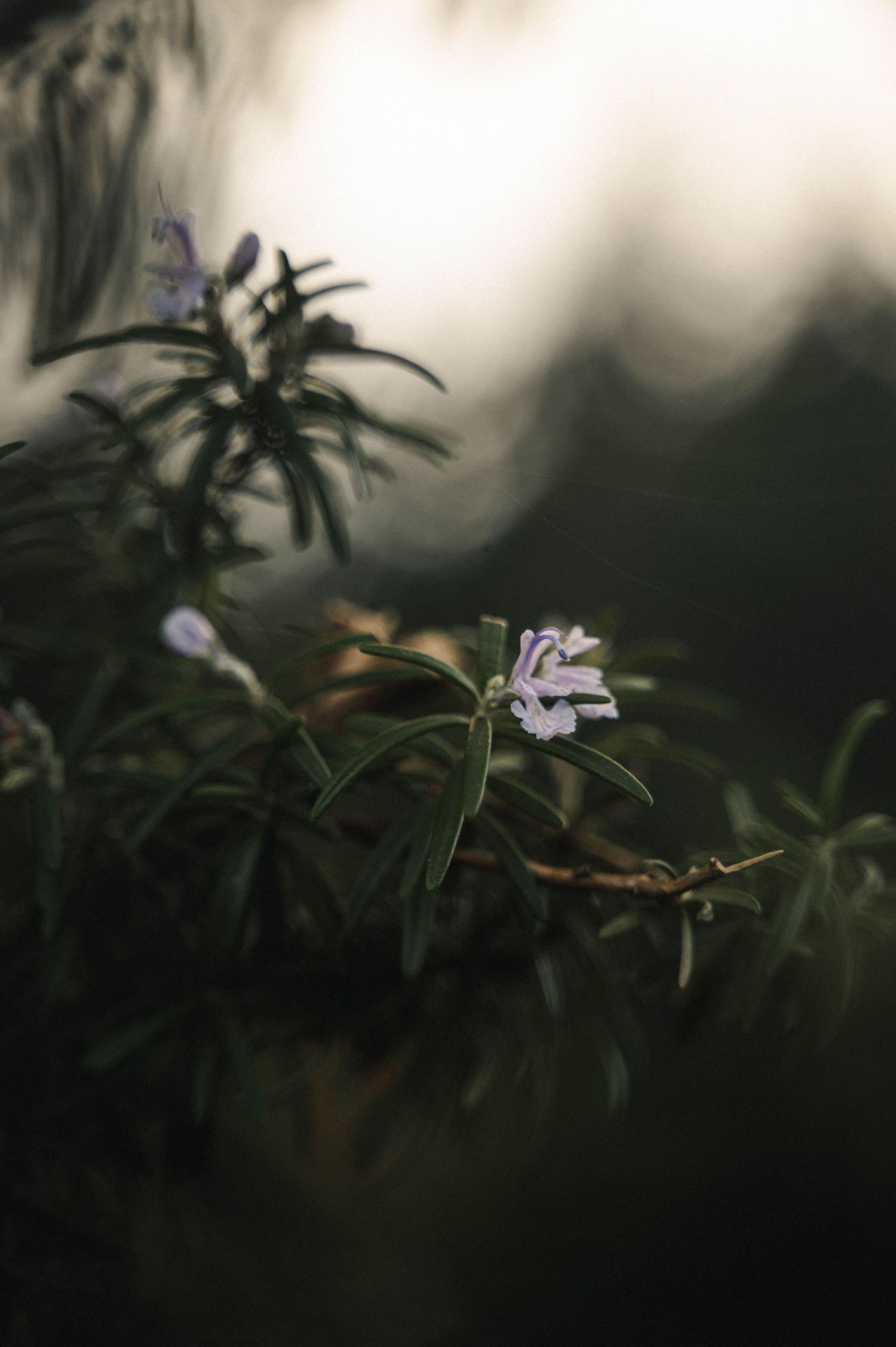 moody close up of rosemary blossoms in the Willamette Valley, Oregon.