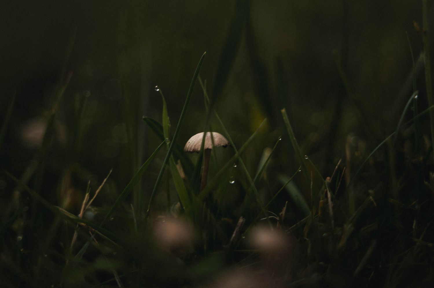 moody close up of a very small mushroom, tucked in the grass in Silverton, Oregon.